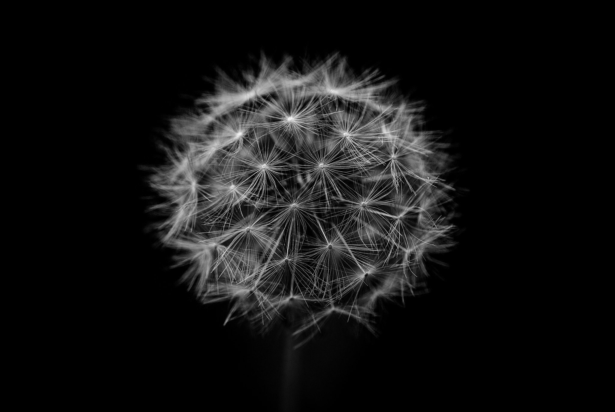 Tamron SP AF 90mm F2.8 Di Macro sample photo. Dandelion photography