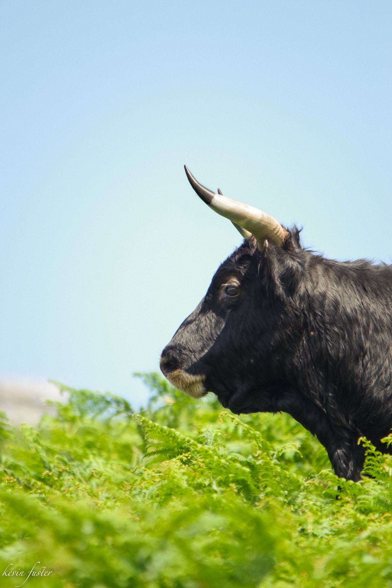 Sigma 150-500mm F5-6.3 DG OS HSM sample photo. Toro sauvage espagne photography