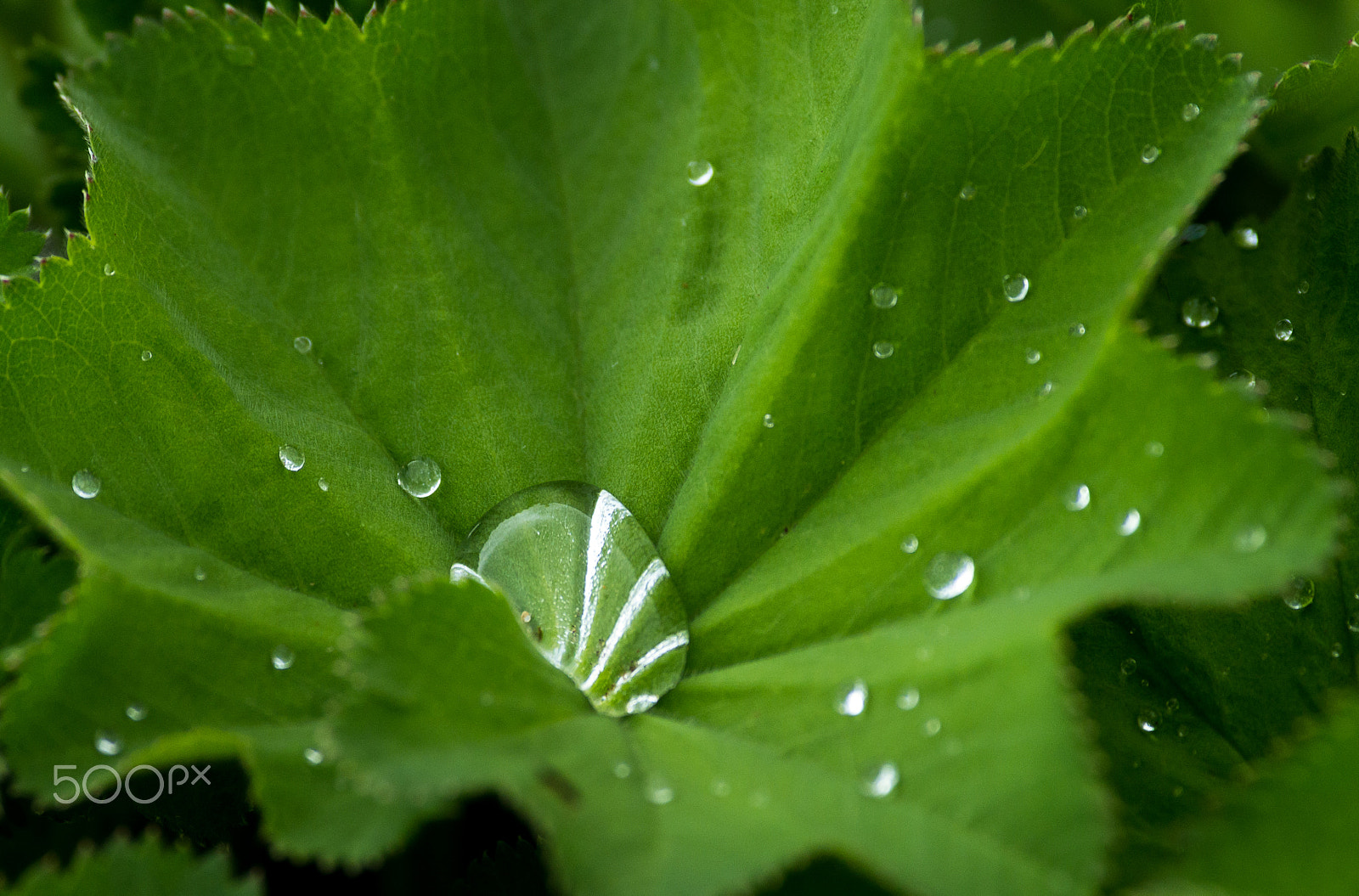 Pentax smc DA* 300mm F4.0 ED (IF) SDM sample photo. Droplets photography