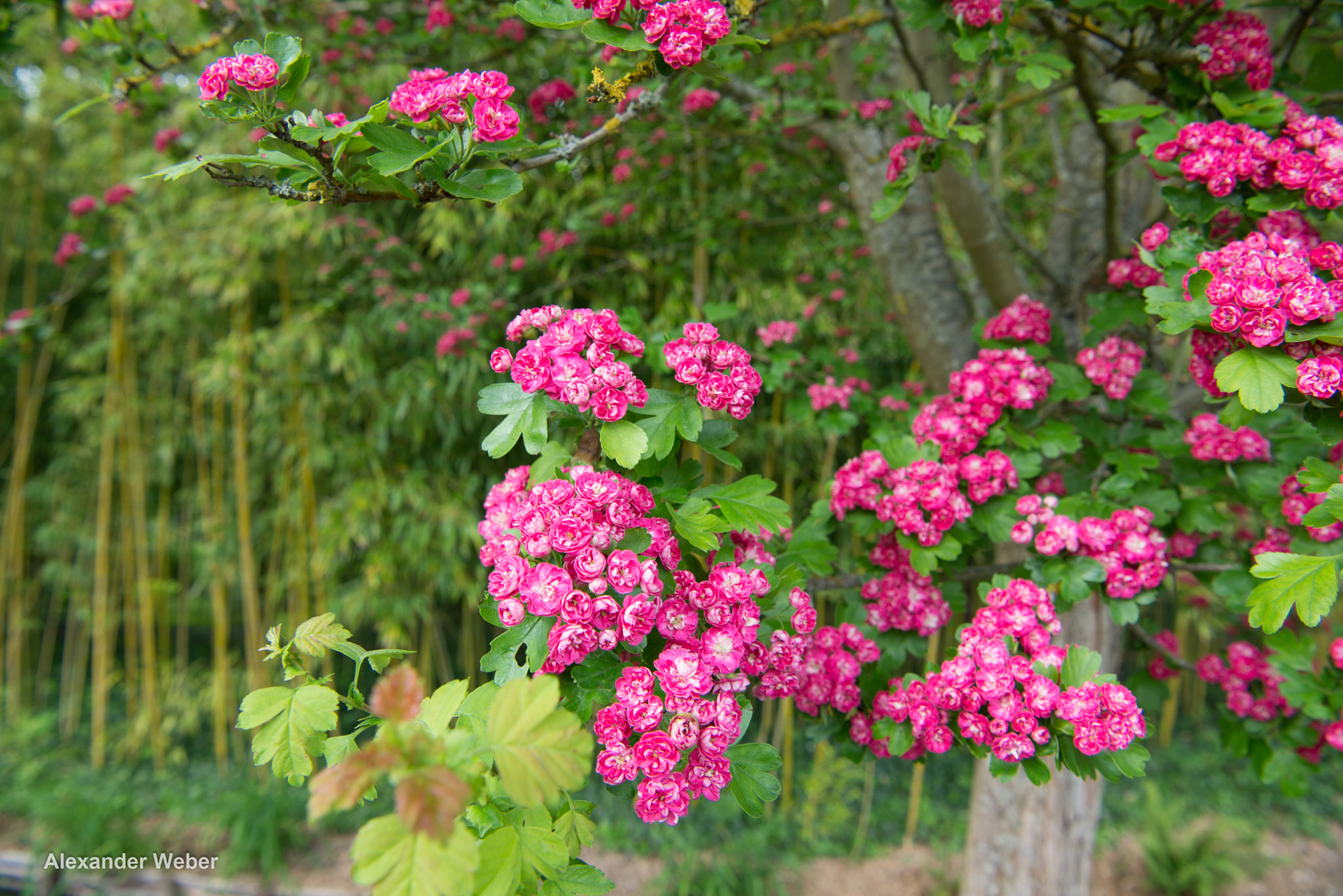 Nikon AF-S Nikkor 24-70mm F2.8E ED VR sample photo. Paul's scarlet hawthorn and bamboo photography