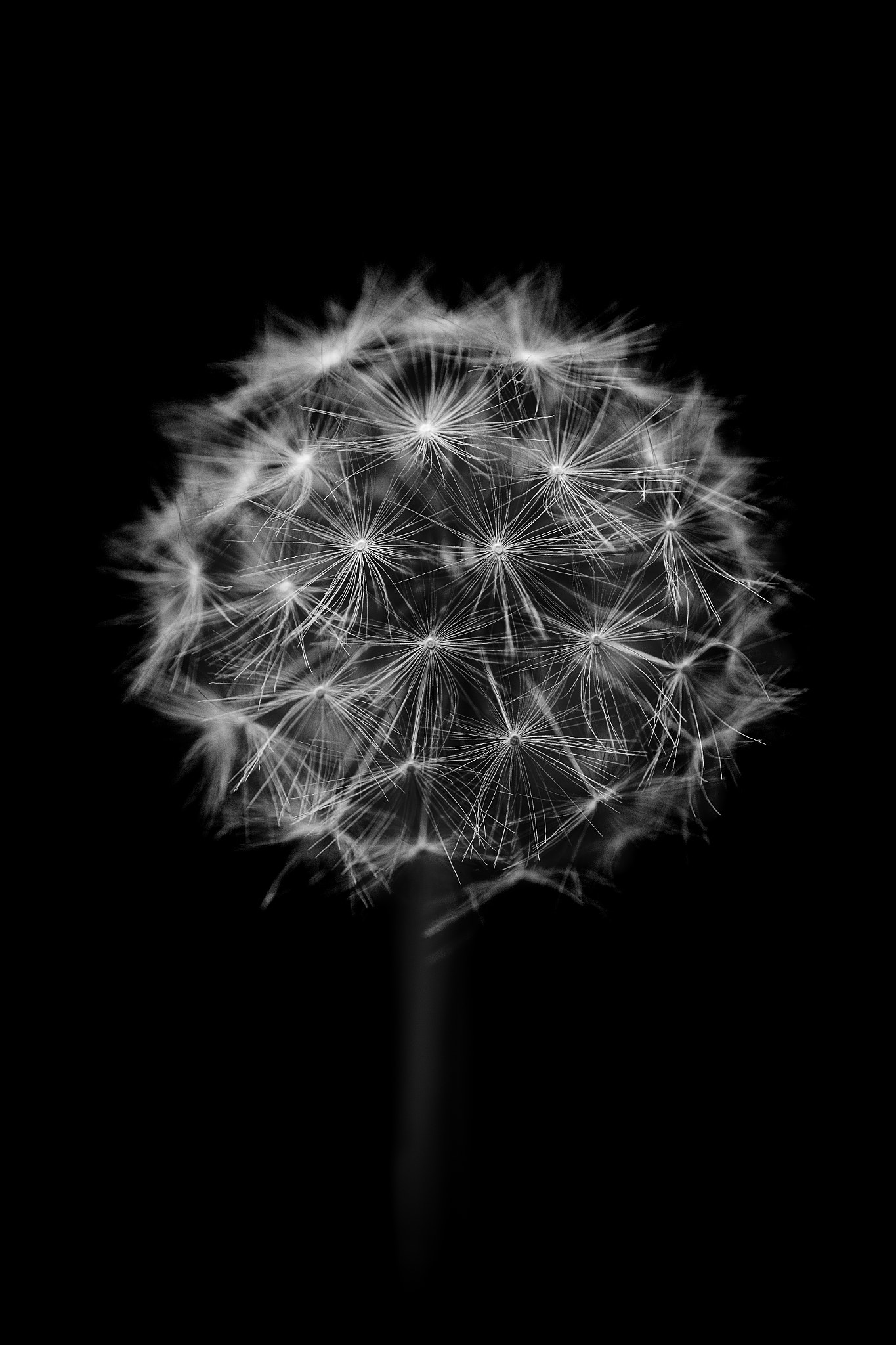 Tamron SP AF 90mm F2.8 Di Macro sample photo. Dandelion photography