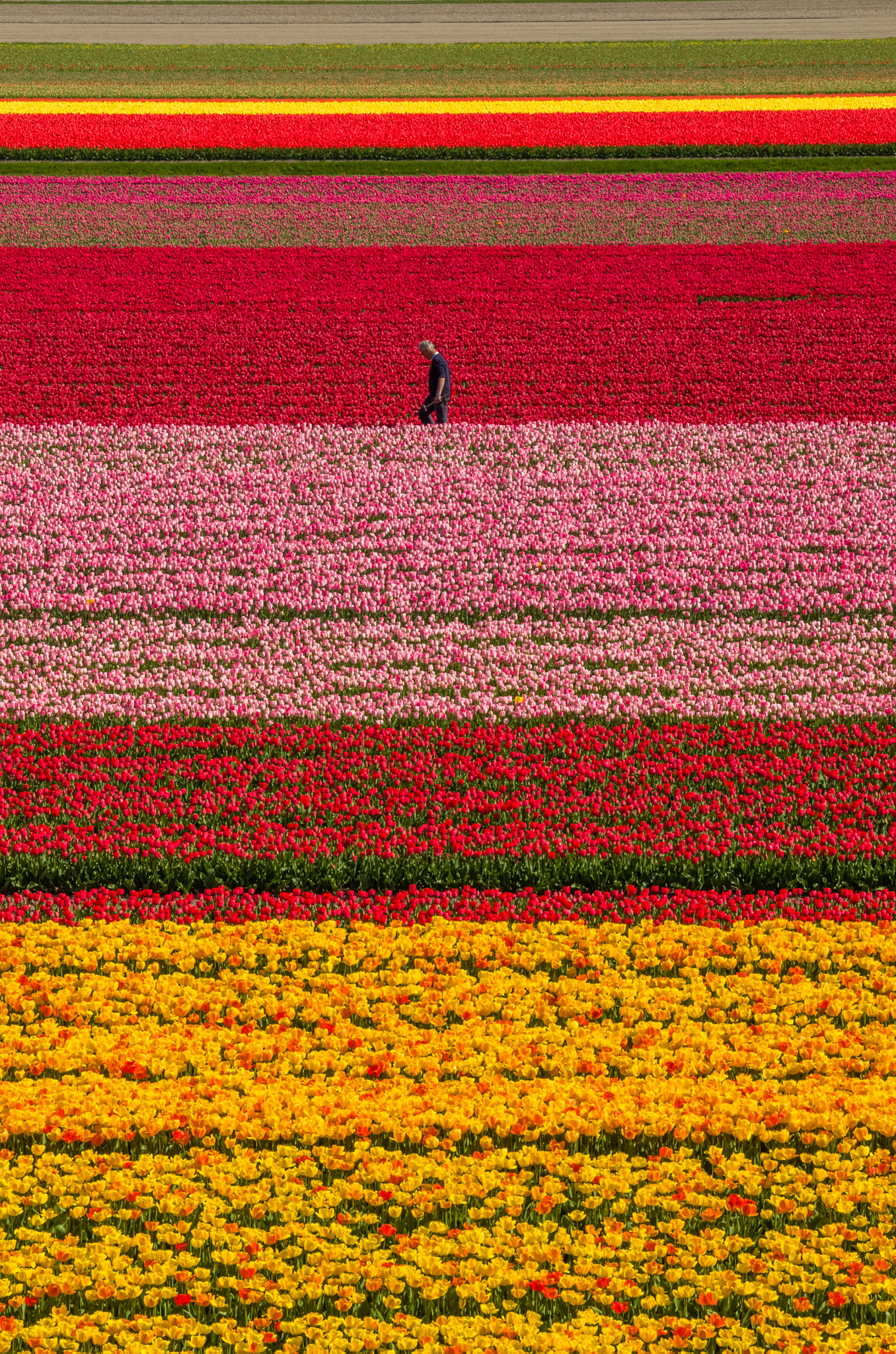 Nikon D7000 + Sigma 24-105mm F4 DG OS HSM Art sample photo. Taking care of the tulip carpet photography