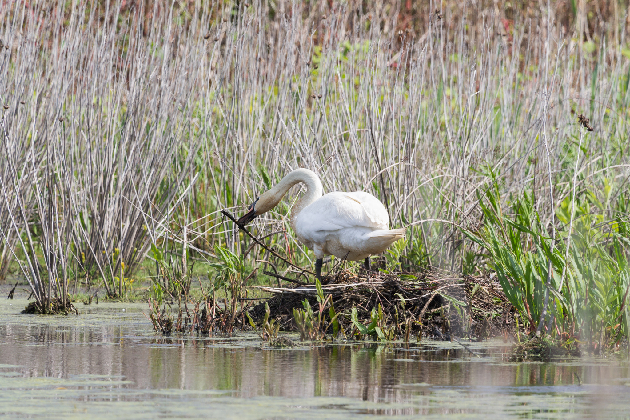Canon EF 100-400mm F4.5-5.6L IS USM sample photo. Nest building photography