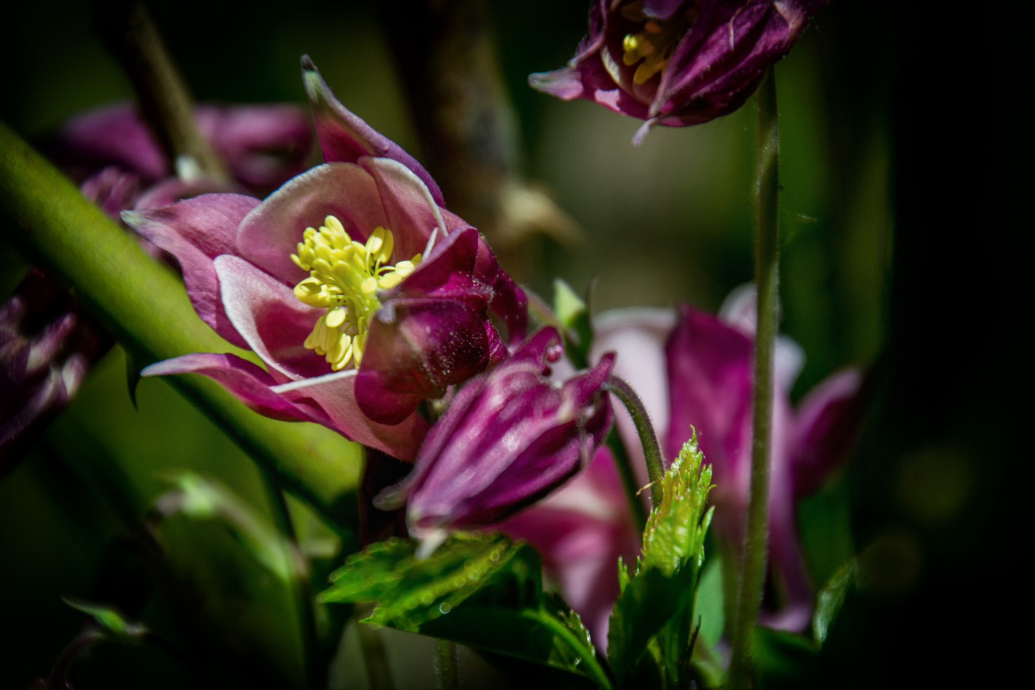 Nikon D3100 sample photo. Flower photography