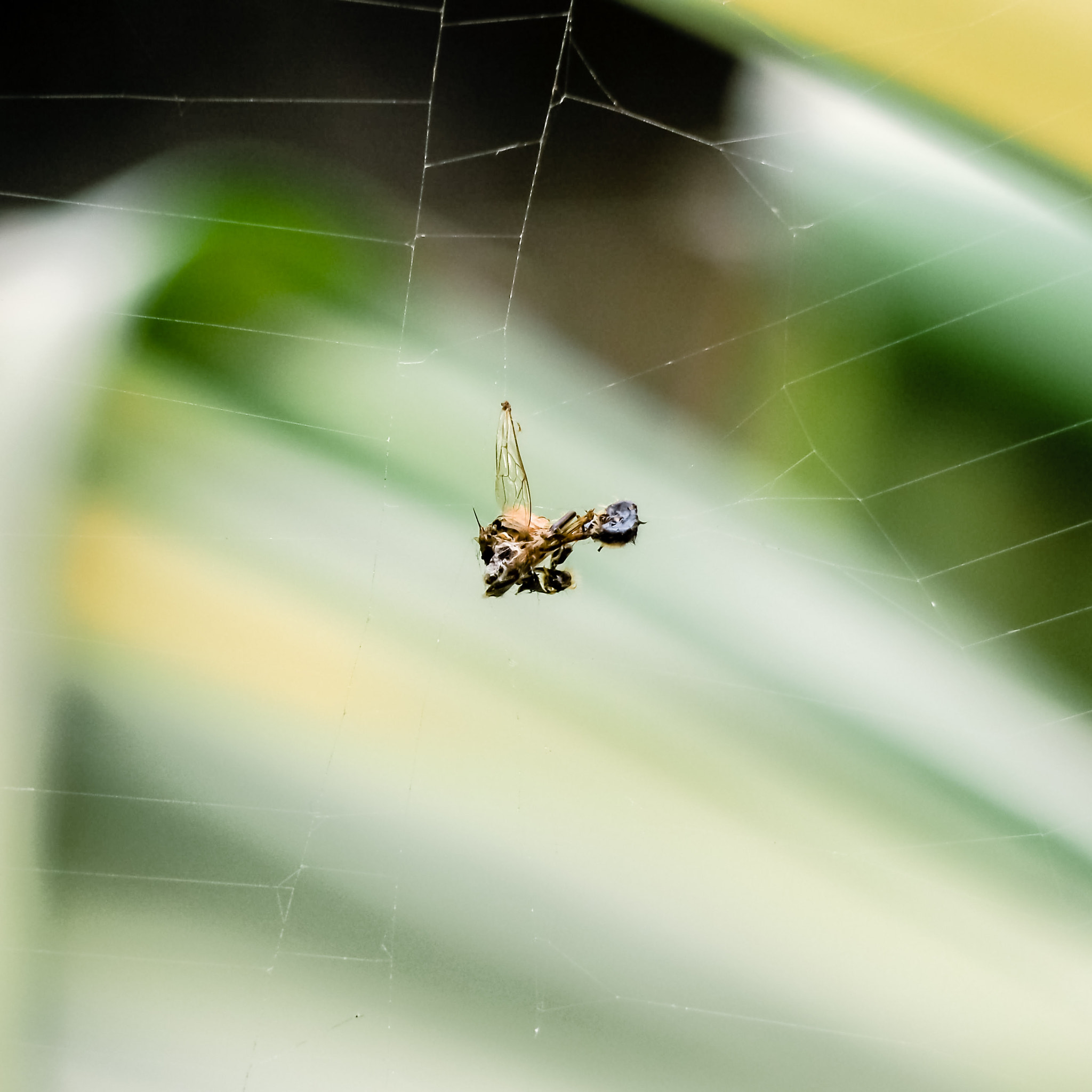 Olympus OM-D E-M10 II + Panasonic Lumix G Vario 45-200mm F4-5.6 OIS sample photo. 遺骸 photography