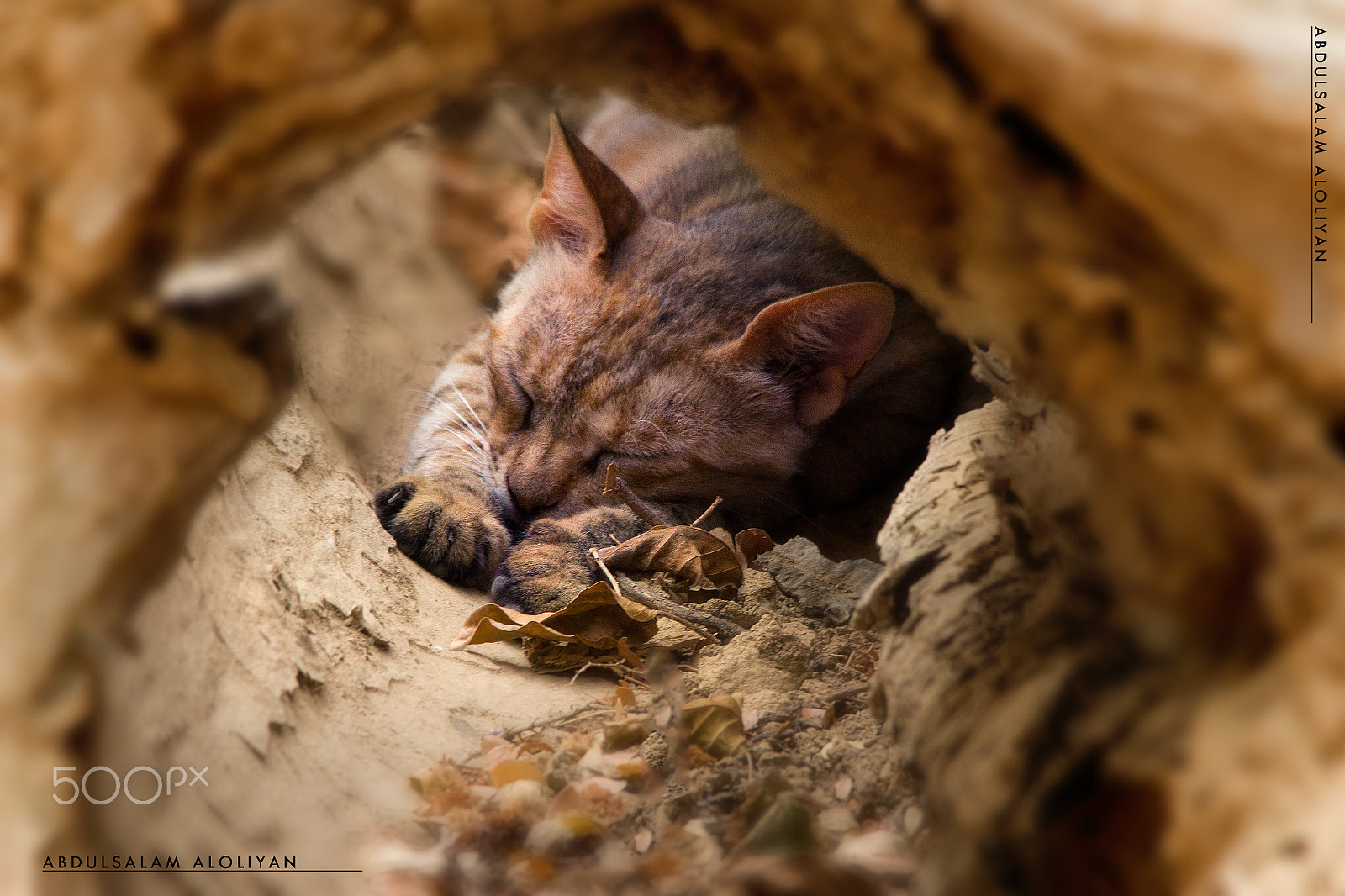 Sigma 150-500mm F5-6.3 DG OS HSM sample photo. Cat photography