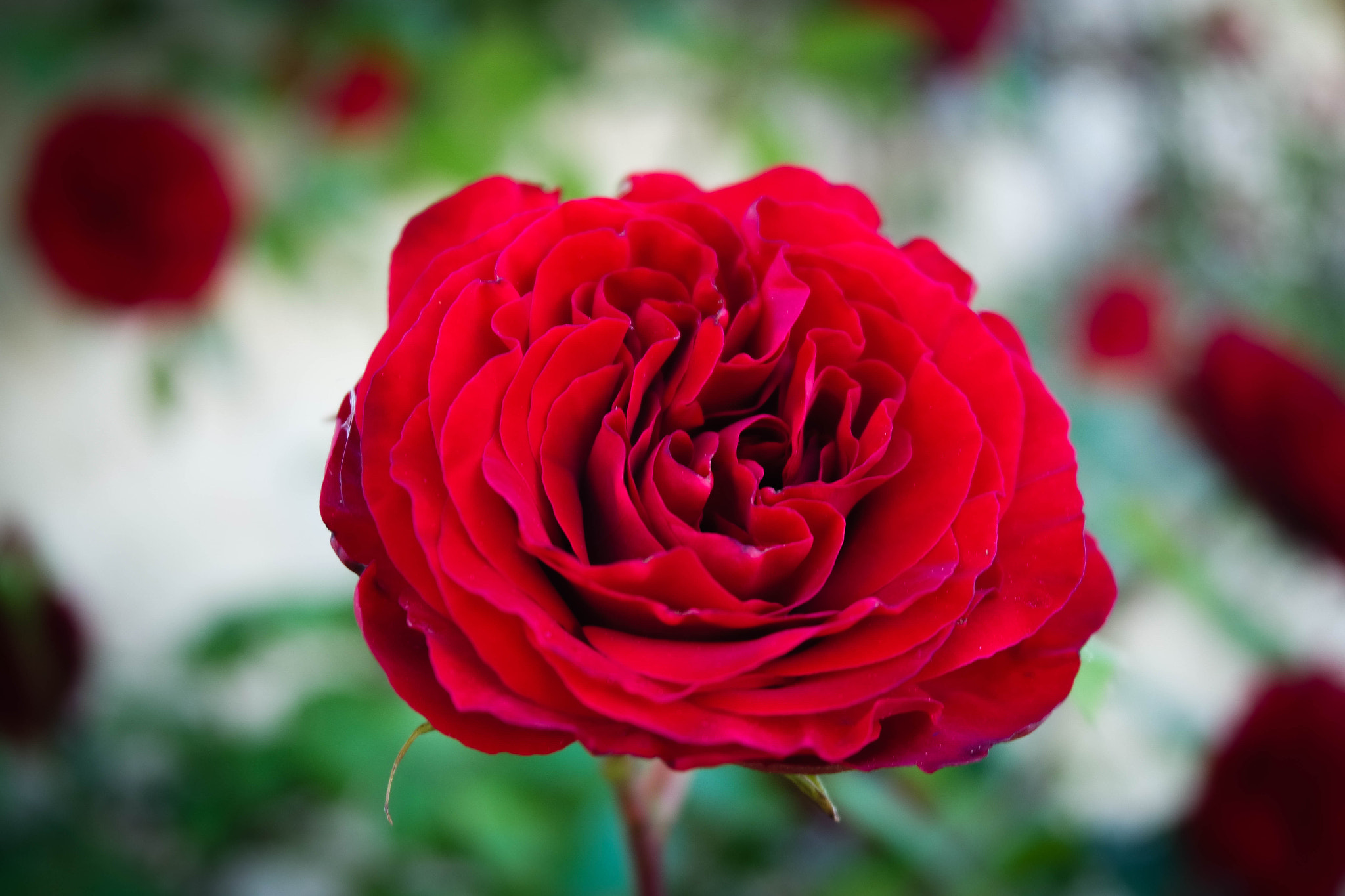 Samsung NX3000 + NX 20-50mm F3.5-5.6 sample photo. Red rose photography