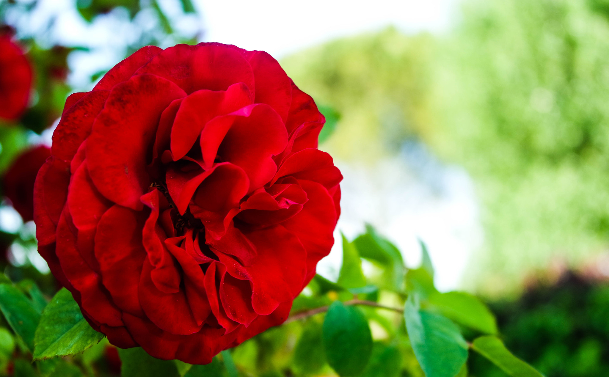 Samsung NX3000 + NX 20-50mm F3.5-5.6 sample photo. Beautiful rose photography