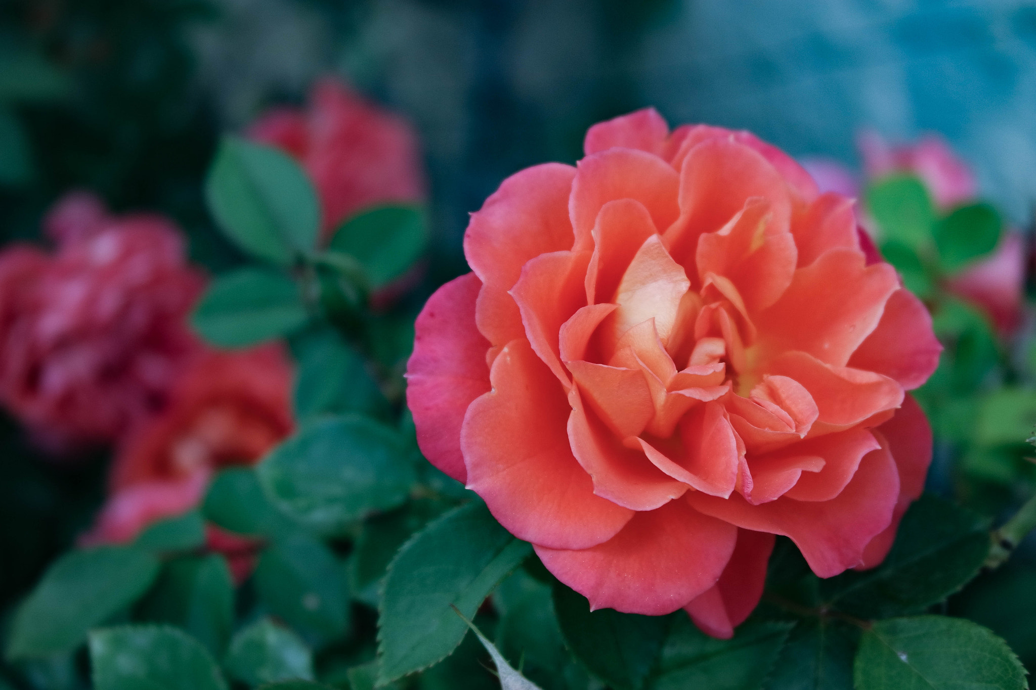 Samsung NX3000 + NX 20-50mm F3.5-5.6 sample photo. Pink rose photography