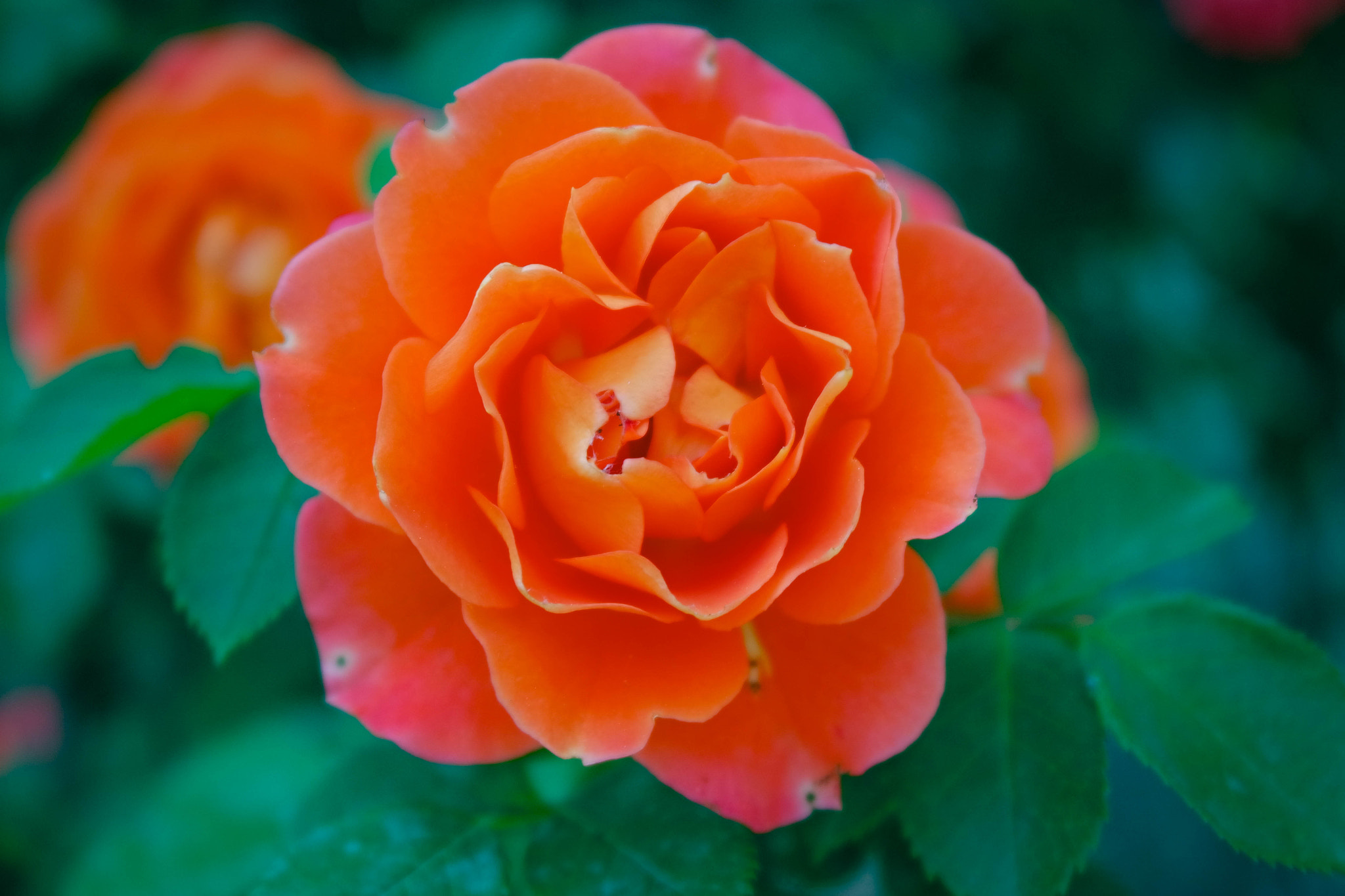 Samsung NX3000 + NX 20-50mm F3.5-5.6 sample photo. Colorful garden photography