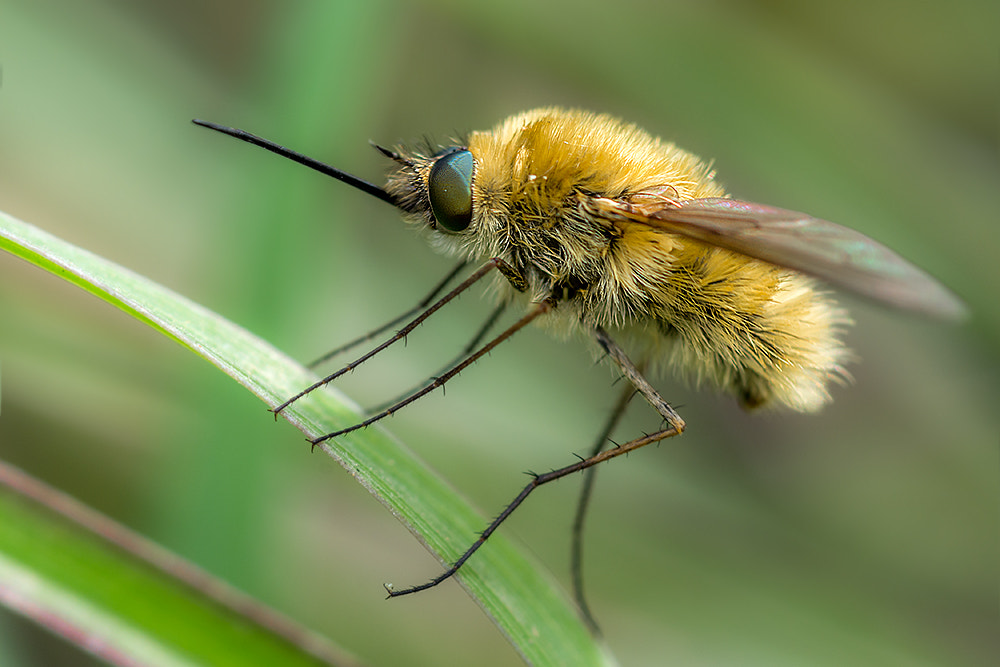 Nikon D7200 + Nikon AF Micro-Nikkor 60mm F2.8D sample photo. Bombylius major photography