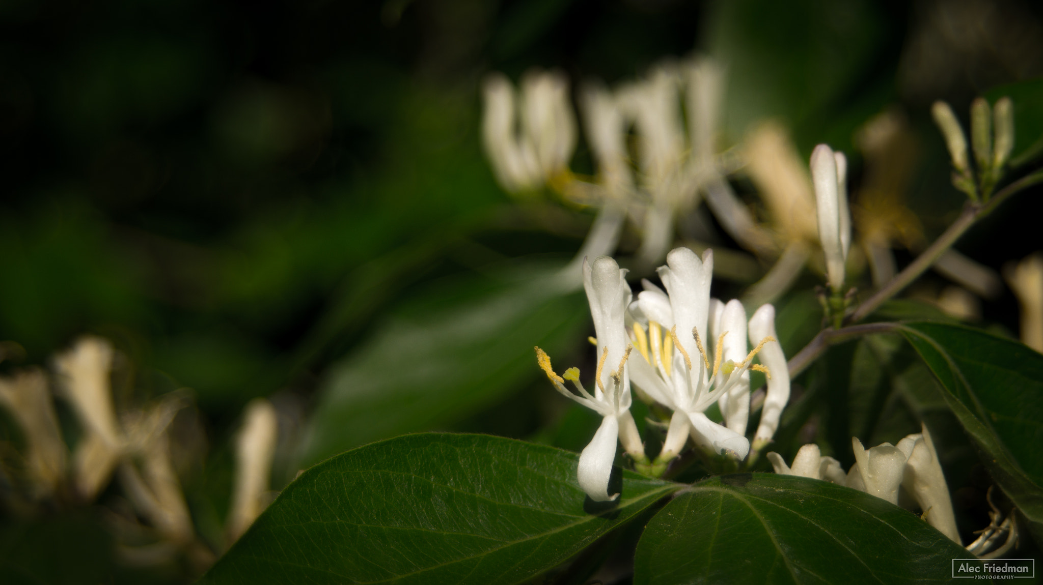 Sony SLT-A58 + Minolta AF 35-80mm F4-5.6 sample photo. 16.05.18-1.jpg photography