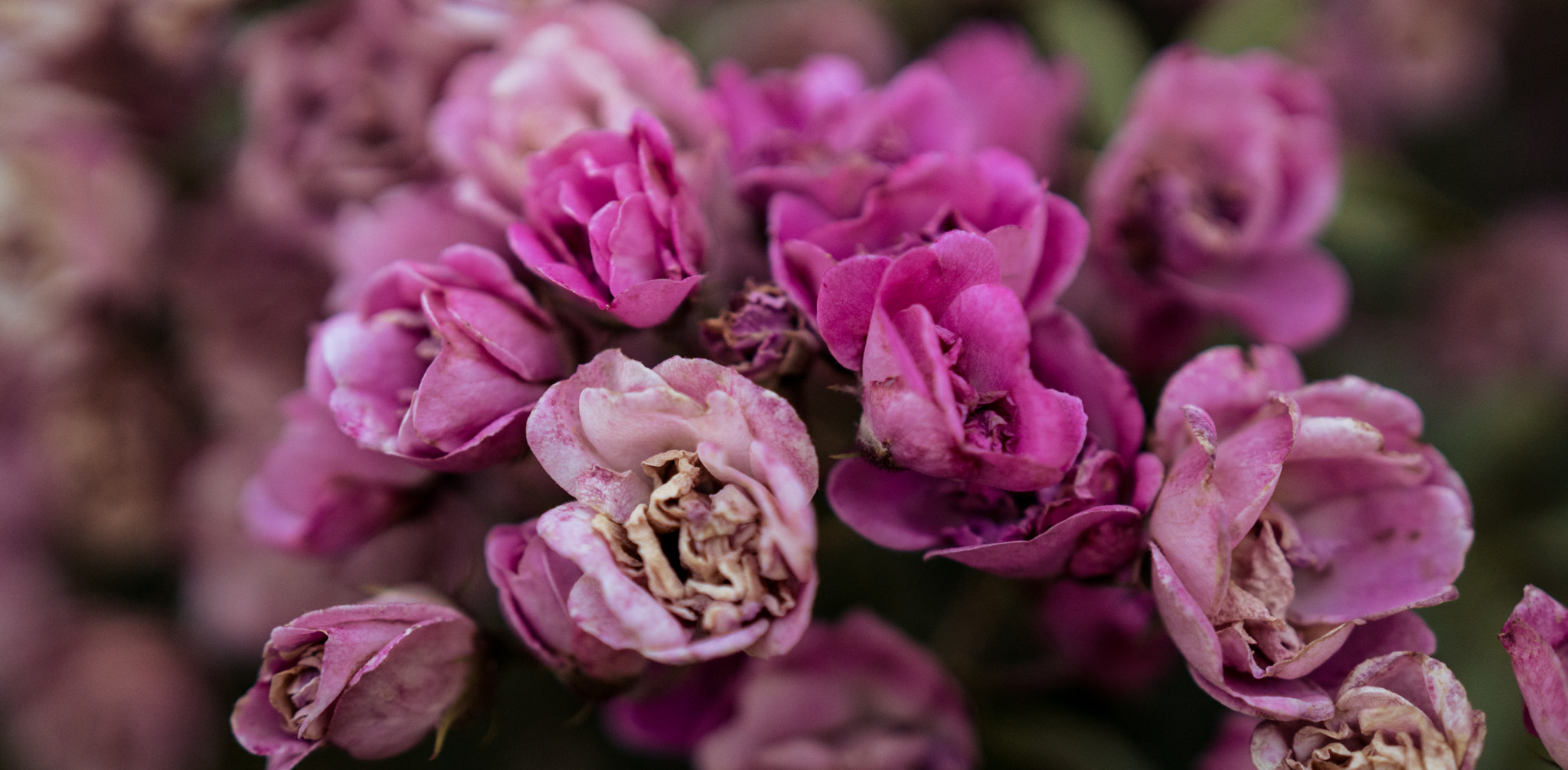 Sony a6300 + 18-35mm F1.8 DC HSM | Art 013 sample photo. Nothing is forever photography