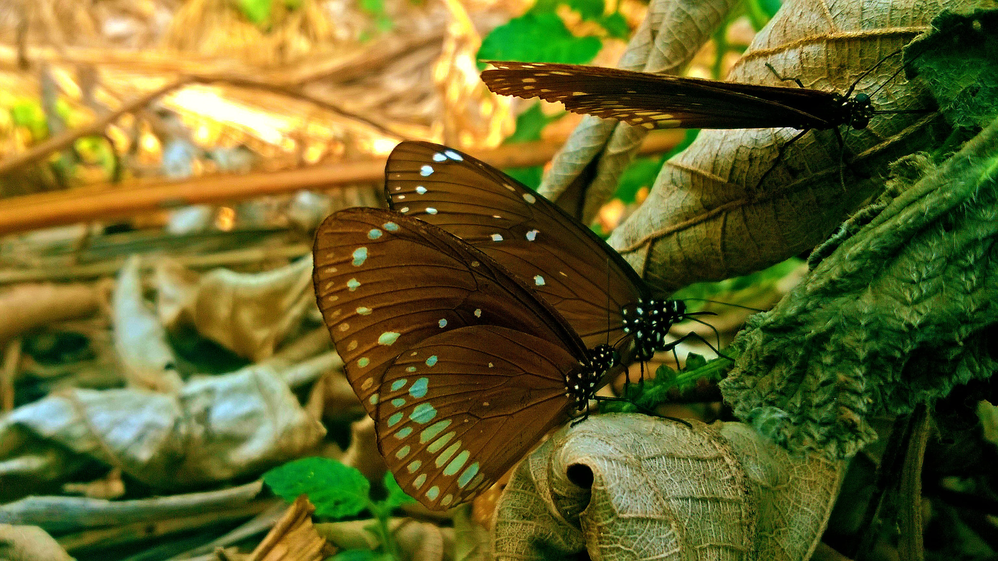 Nokia Lumia 730 Dual SIM sample photo. Butterfly photography