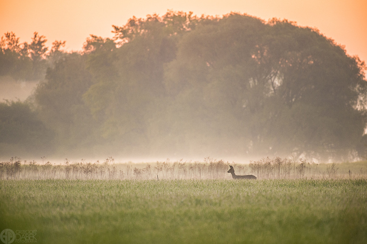 Nikon AF-S Nikkor 200-500mm F5.6E ED VR sample photo. Roe-deer landscape photography