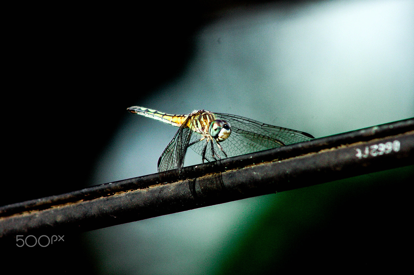 Canon EOS 40D + EF75-300mm f/4-5.6 sample photo. Dragonfly on a wire photography