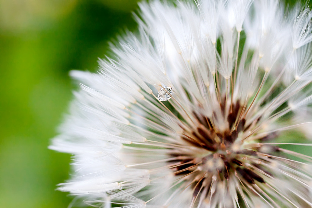 Canon EOS 50D + Canon EF 50mm F2.5 Macro sample photo. Single drop photography