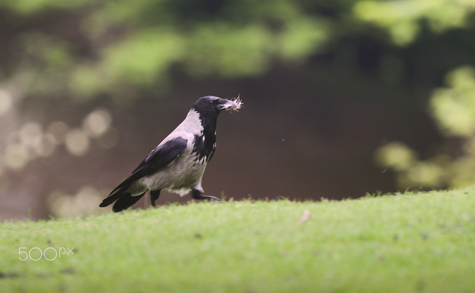 Canon EF 300mm F4L IS USM sample photo. Nestbuilder photography