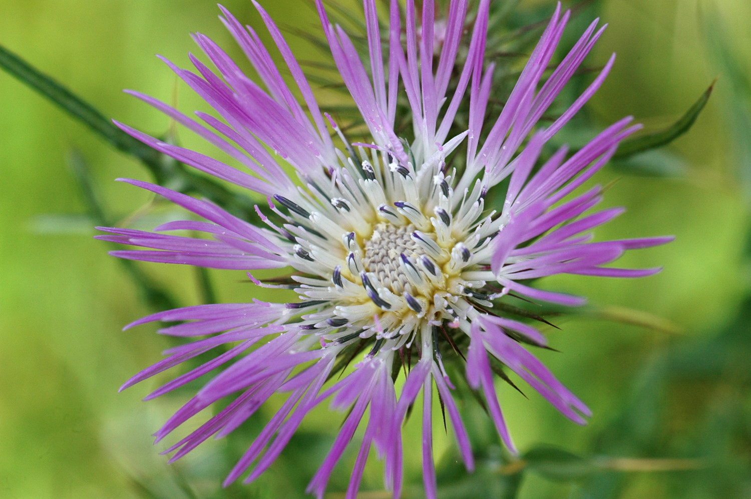 Nikon D70s + Sigma Macro 90mm F2.8 sample photo. A photography