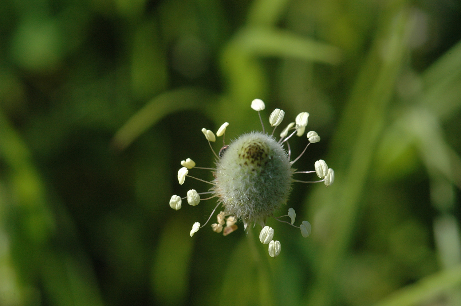 Nikon D70s + Sigma Macro 90mm F2.8 sample photo. A photography