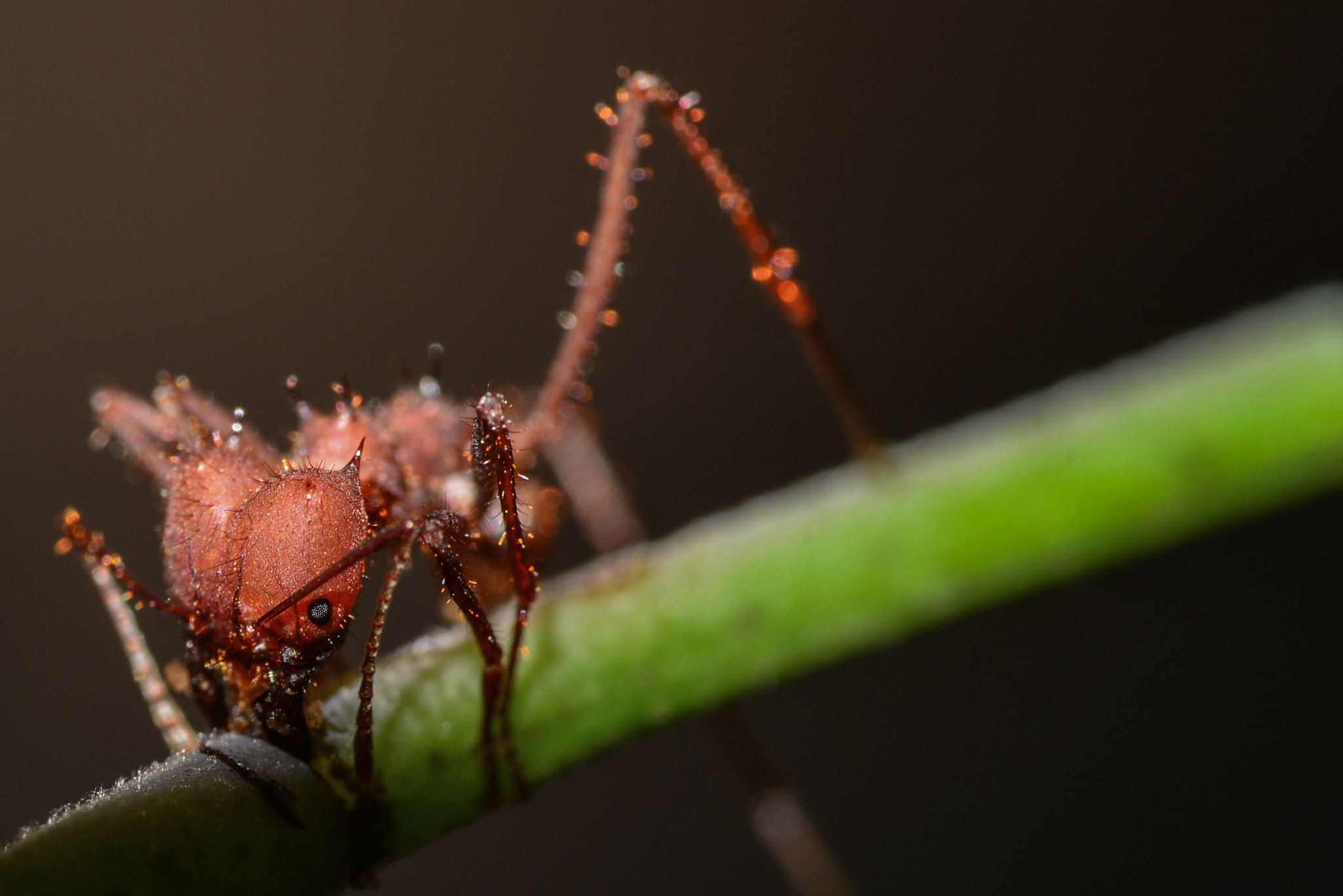 Nikon D600 sample photo. Ant photography