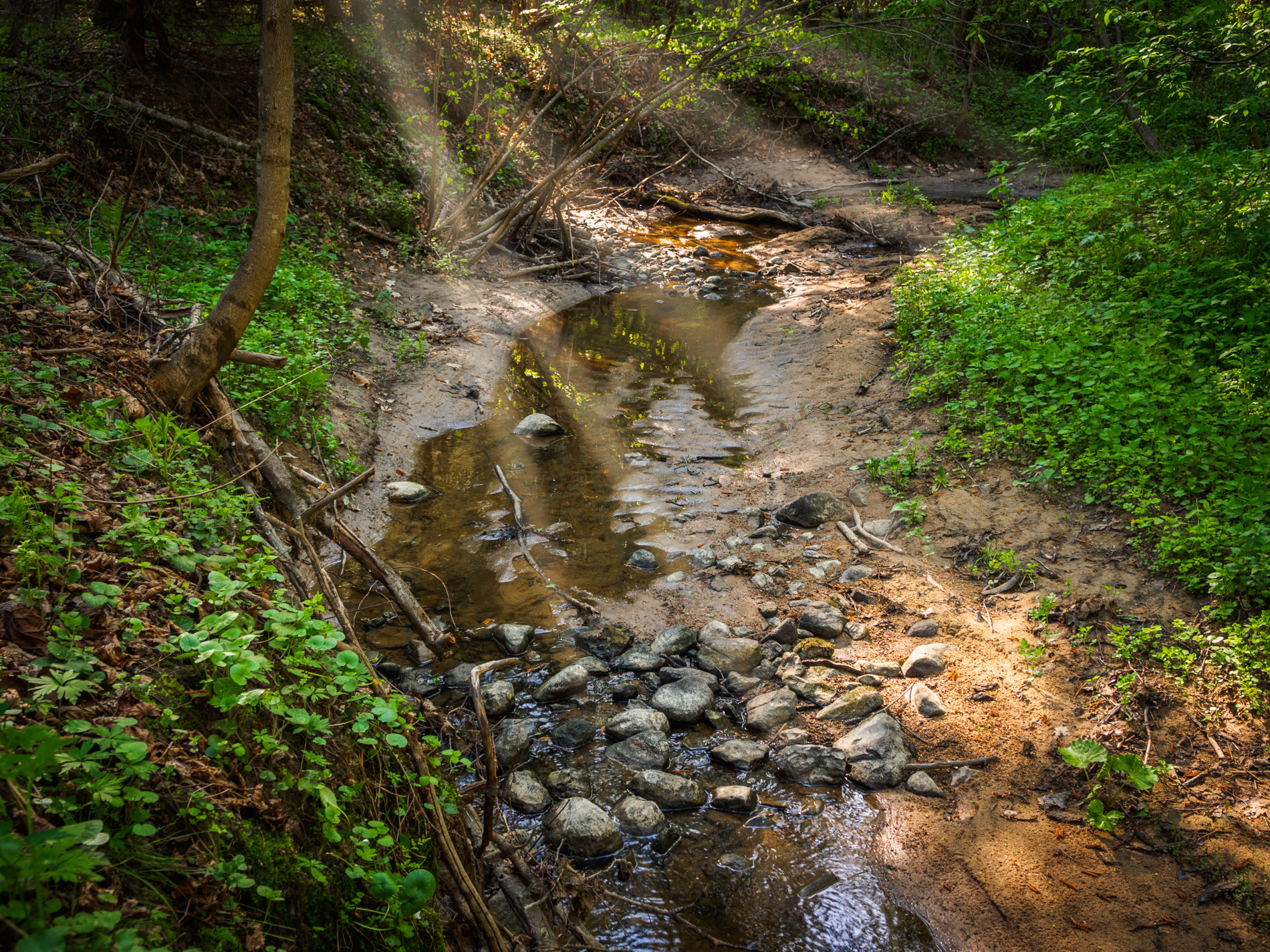 Olympus OM-D E-M10 + OLYMPUS M.12-50mm F3.5-6.3 sample photo. Forest stream photography