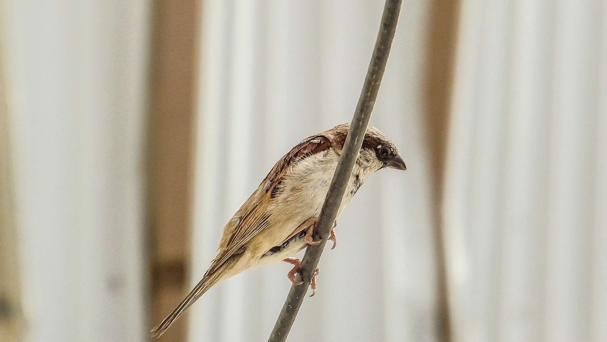 Fujifilm FinePix S3400 sample photo. Lovely bird photography