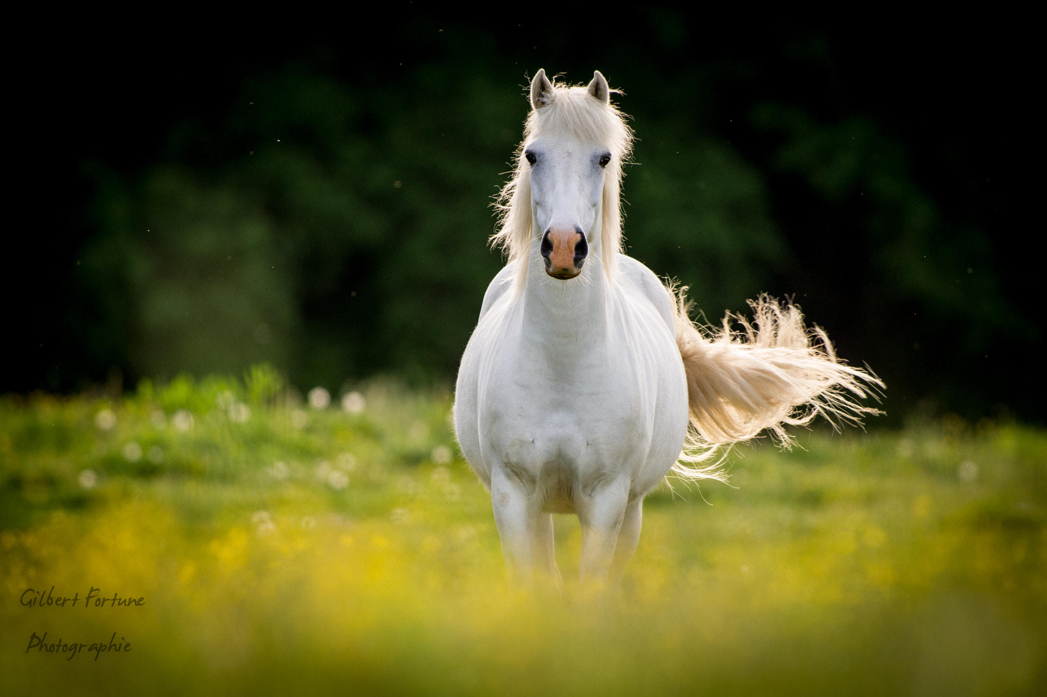 Nikon AF-S Nikkor 300mm F2.8G ED VR II sample photo. White horse photography