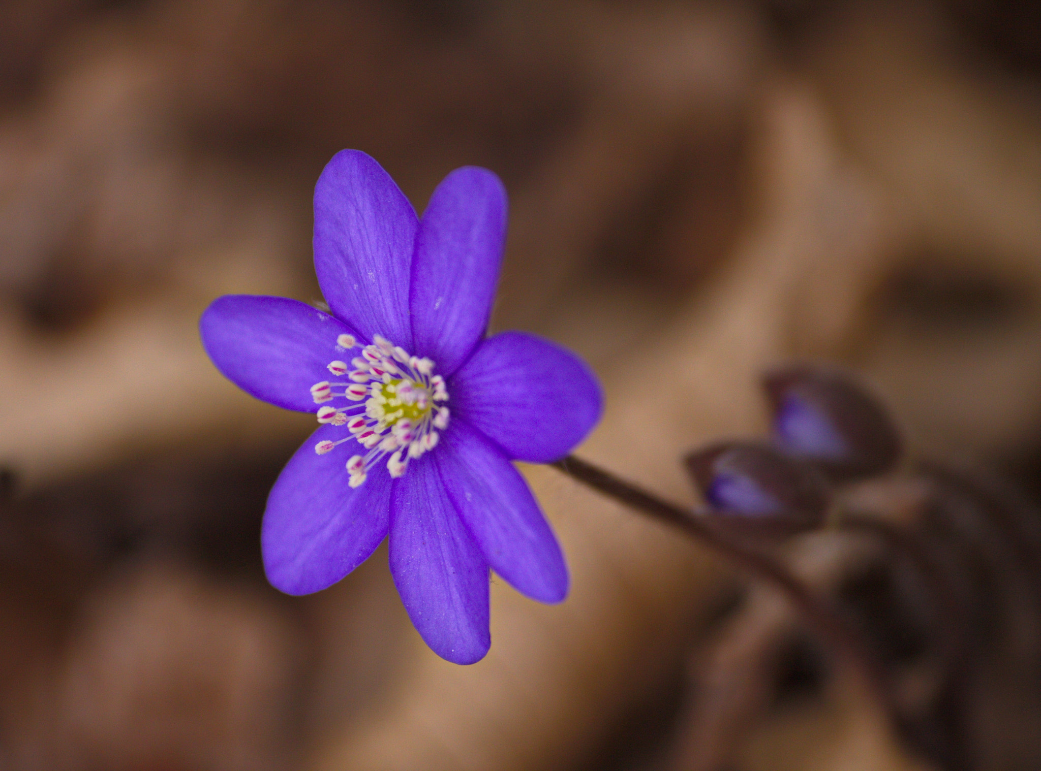 Sigma 70-300mm F4-5.6 APO DG Macro sample photo. W ogrodzie photography