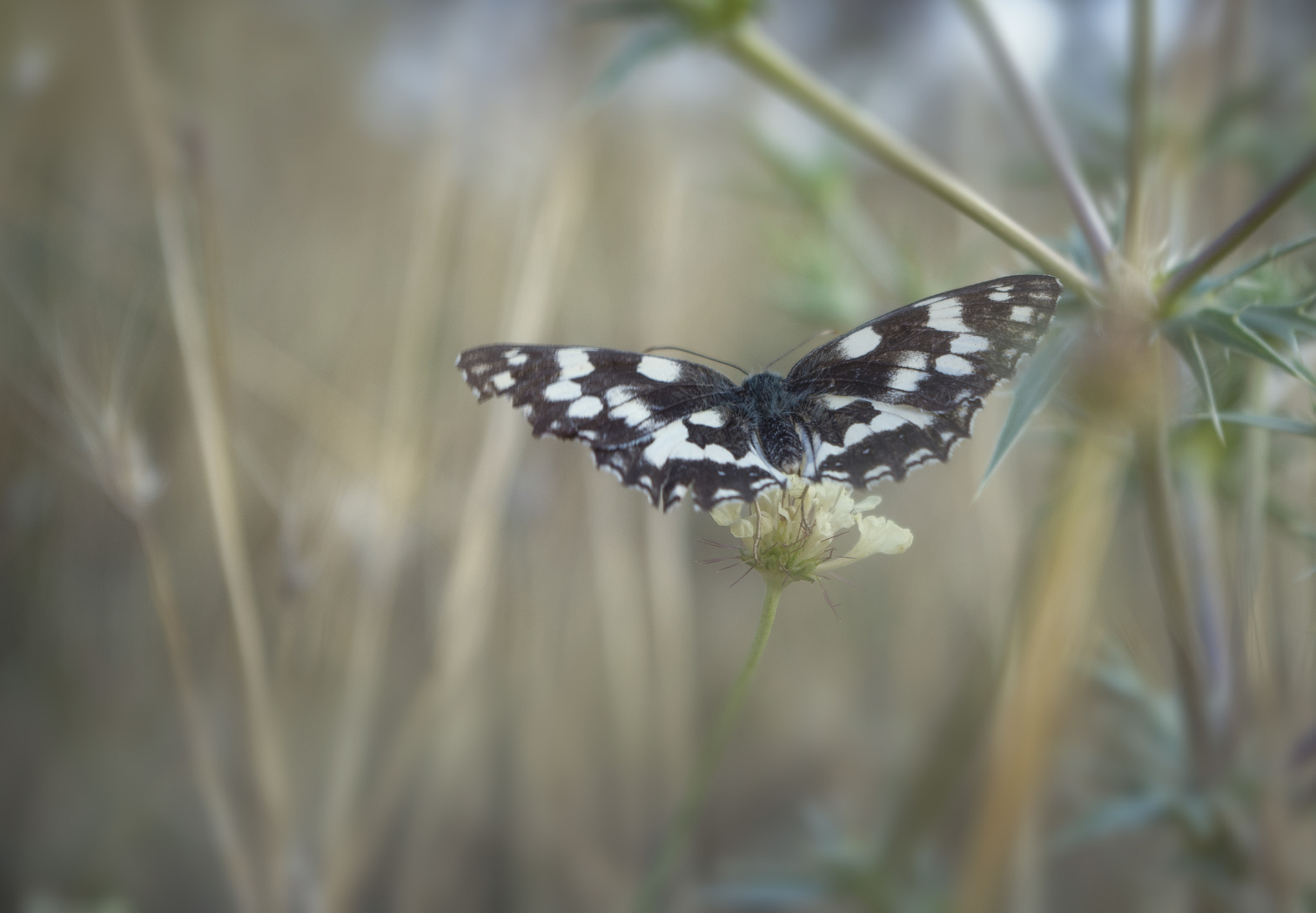 Pentax K-01 sample photo. Btfly photography