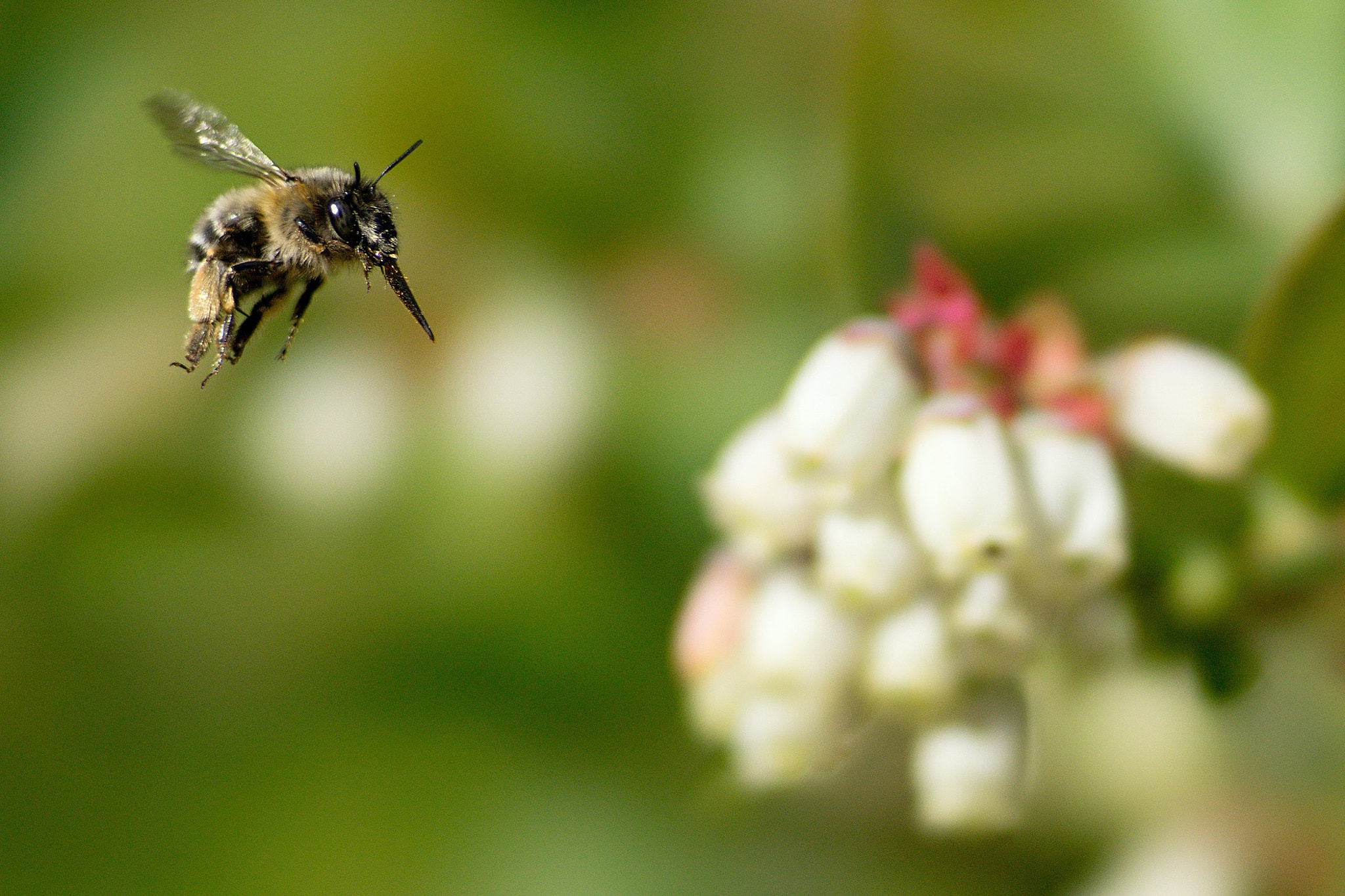 Sony 135mm F2.8 [T4.5] STF sample photo. Blueberries photography