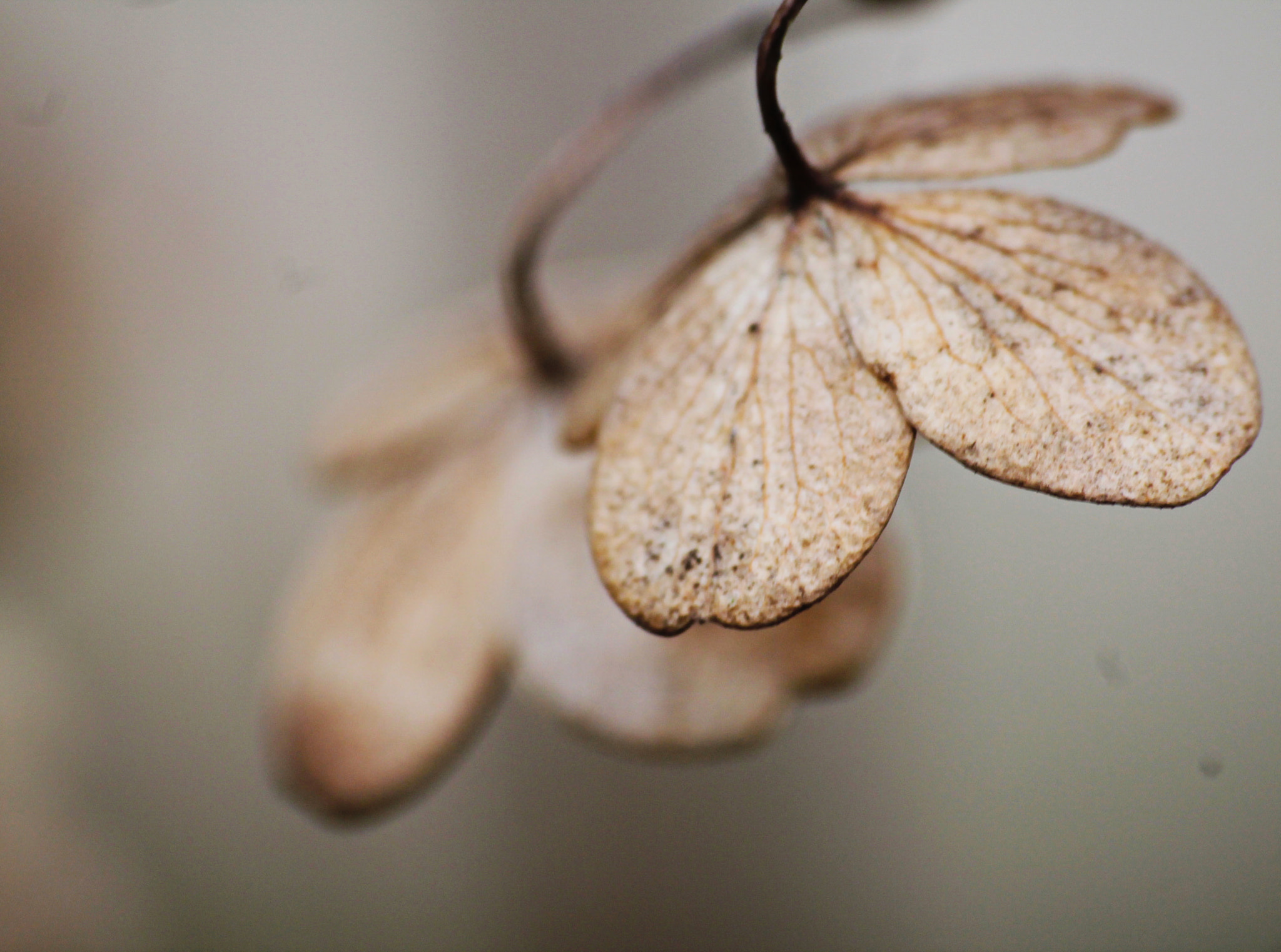 Sigma 70-300mm F4-5.6 APO DG Macro sample photo. U przyjaciół photography