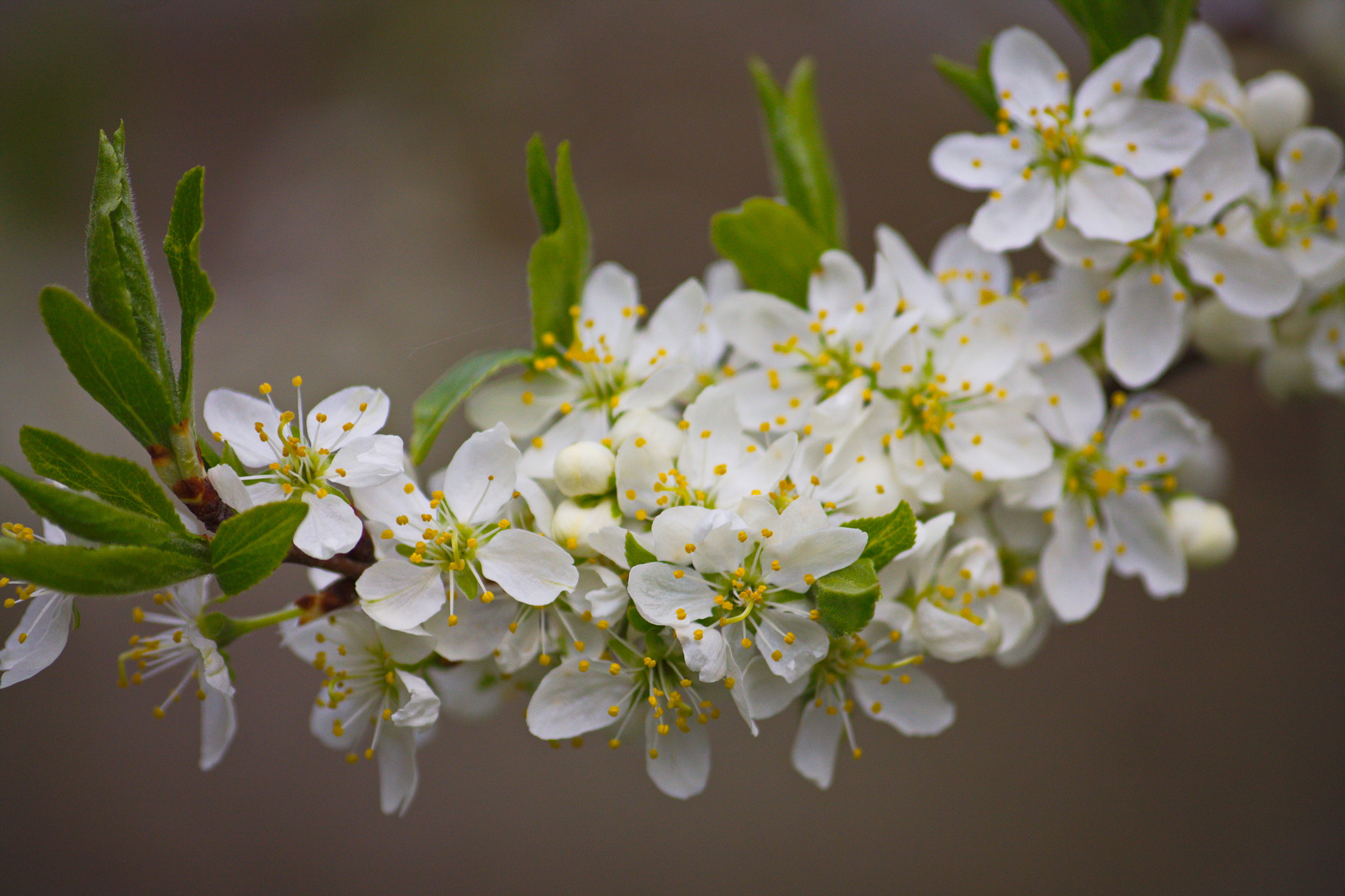 Sigma 70-300mm F4-5.6 APO DG Macro sample photo. Wiosna photography