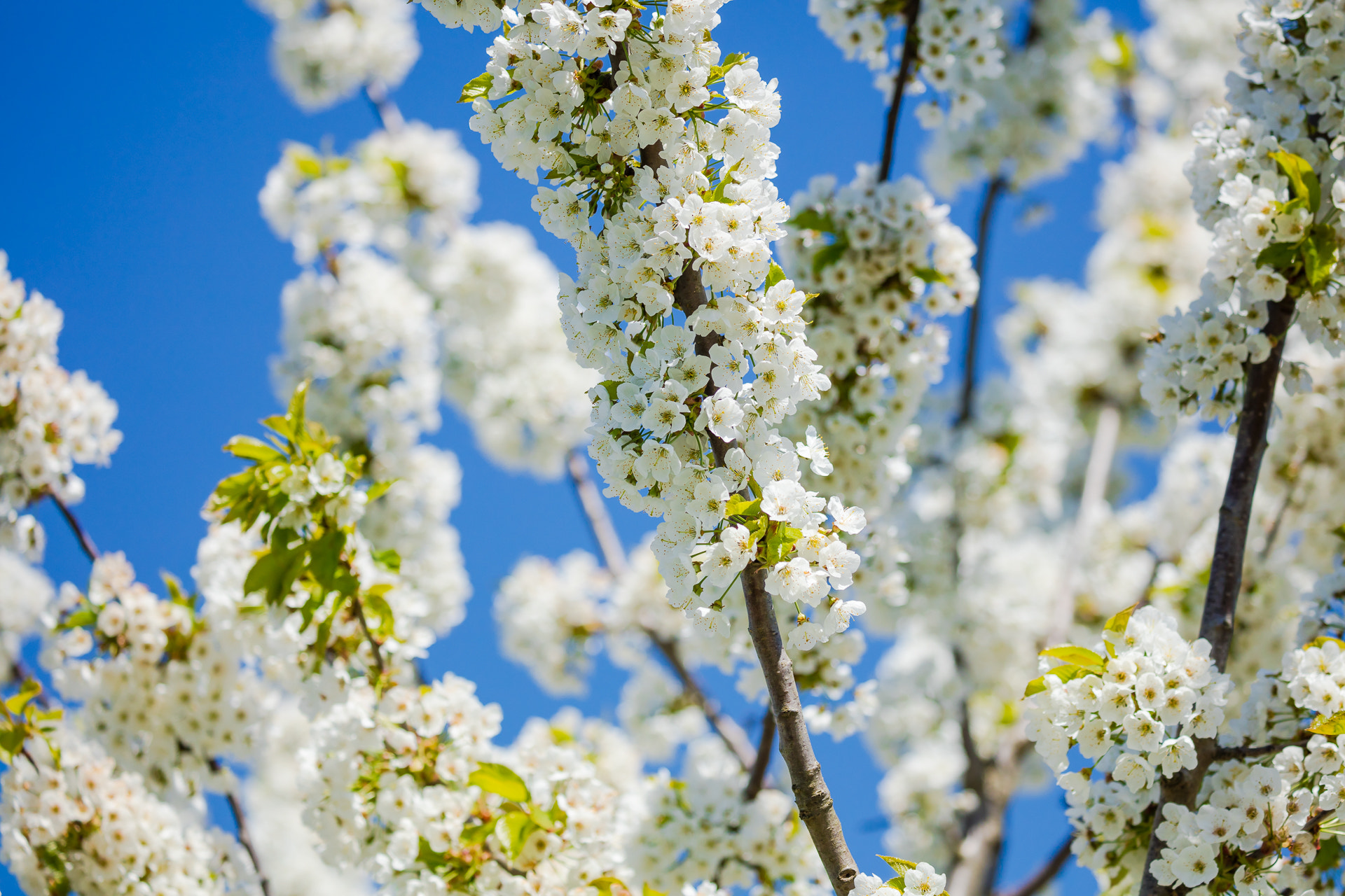 Canon EF 100-400mm F4.5-5.6L IS II USM sample photo. Lots of cherry blossoms photography