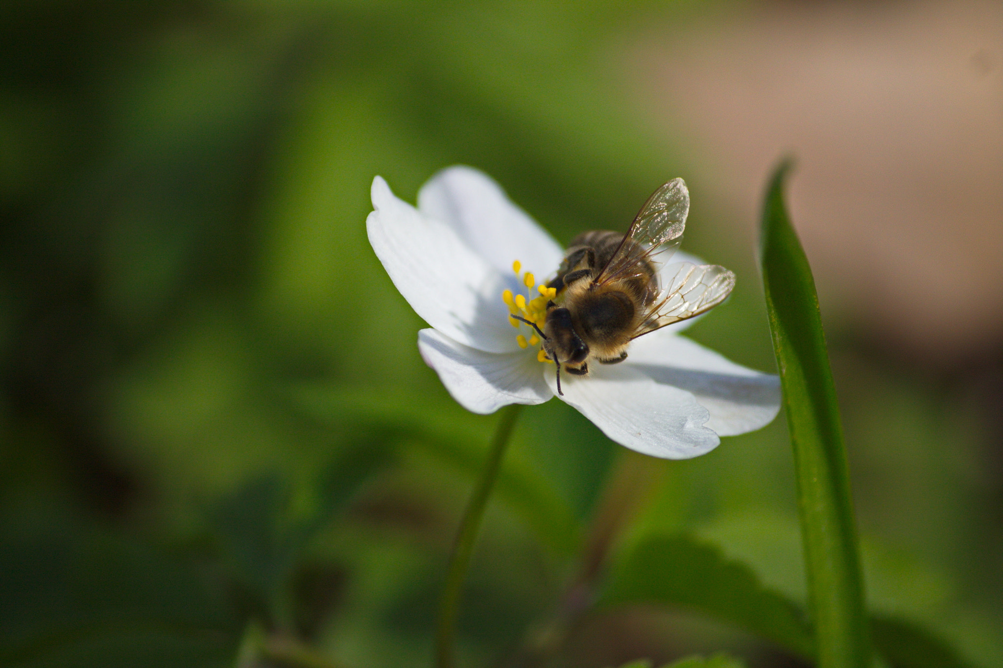 Sigma 70-300mm F4-5.6 APO DG Macro sample photo. W otwocku photography