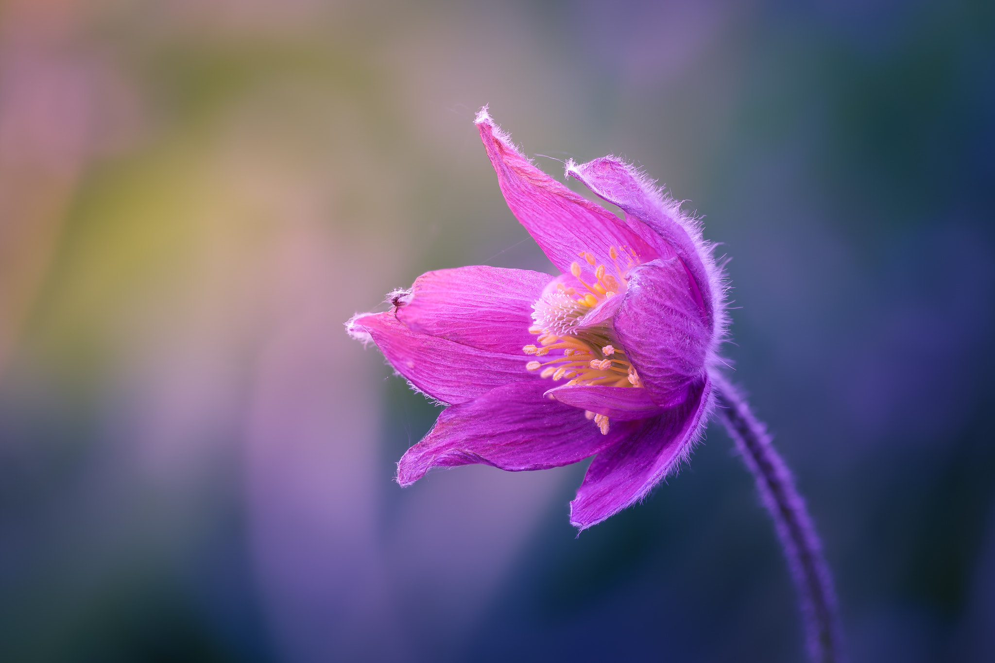100mm F2.8 G SSM OSS sample photo. Warming sunlight... photography