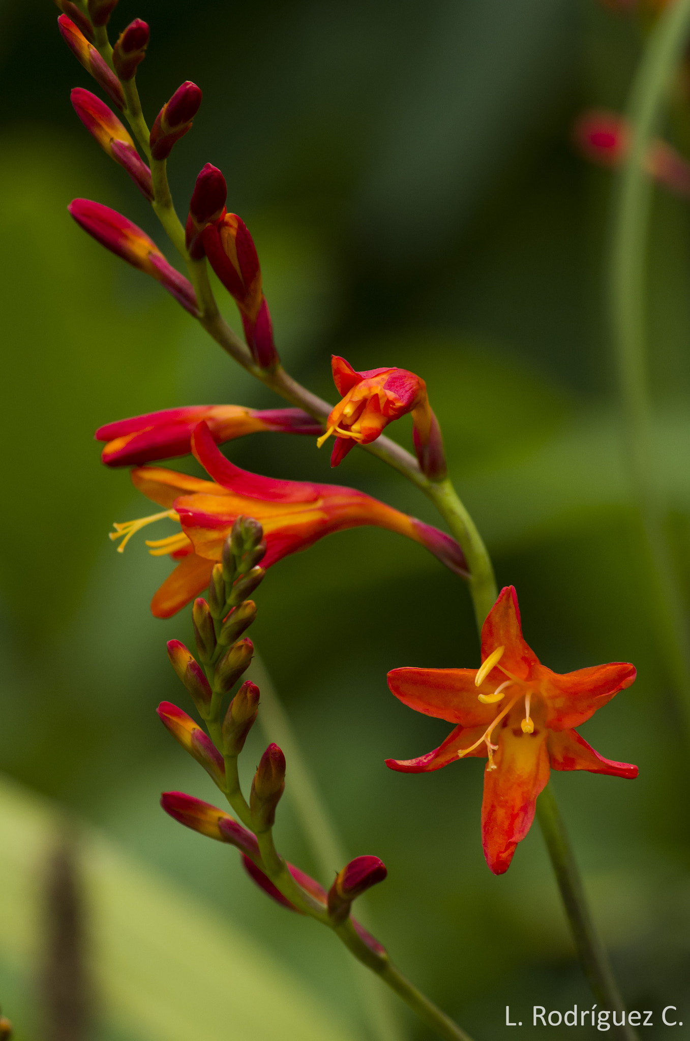 smc PENTAX-DA L 55-300mm F4-5.8 ED sample photo. Flores en ancud photography