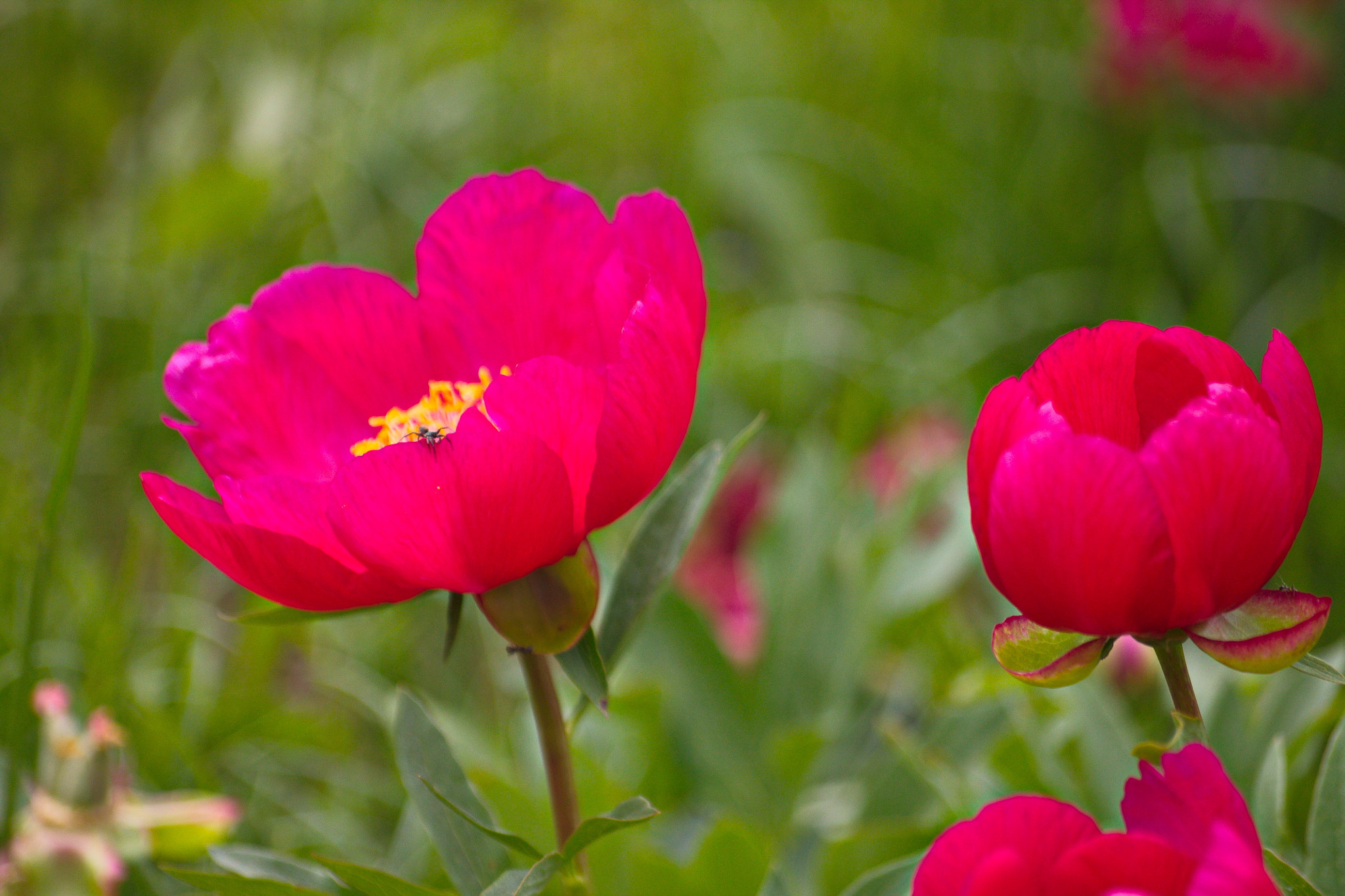 Sigma 70-300mm F4-5.6 APO DG Macro sample photo. W ogrodzie photography