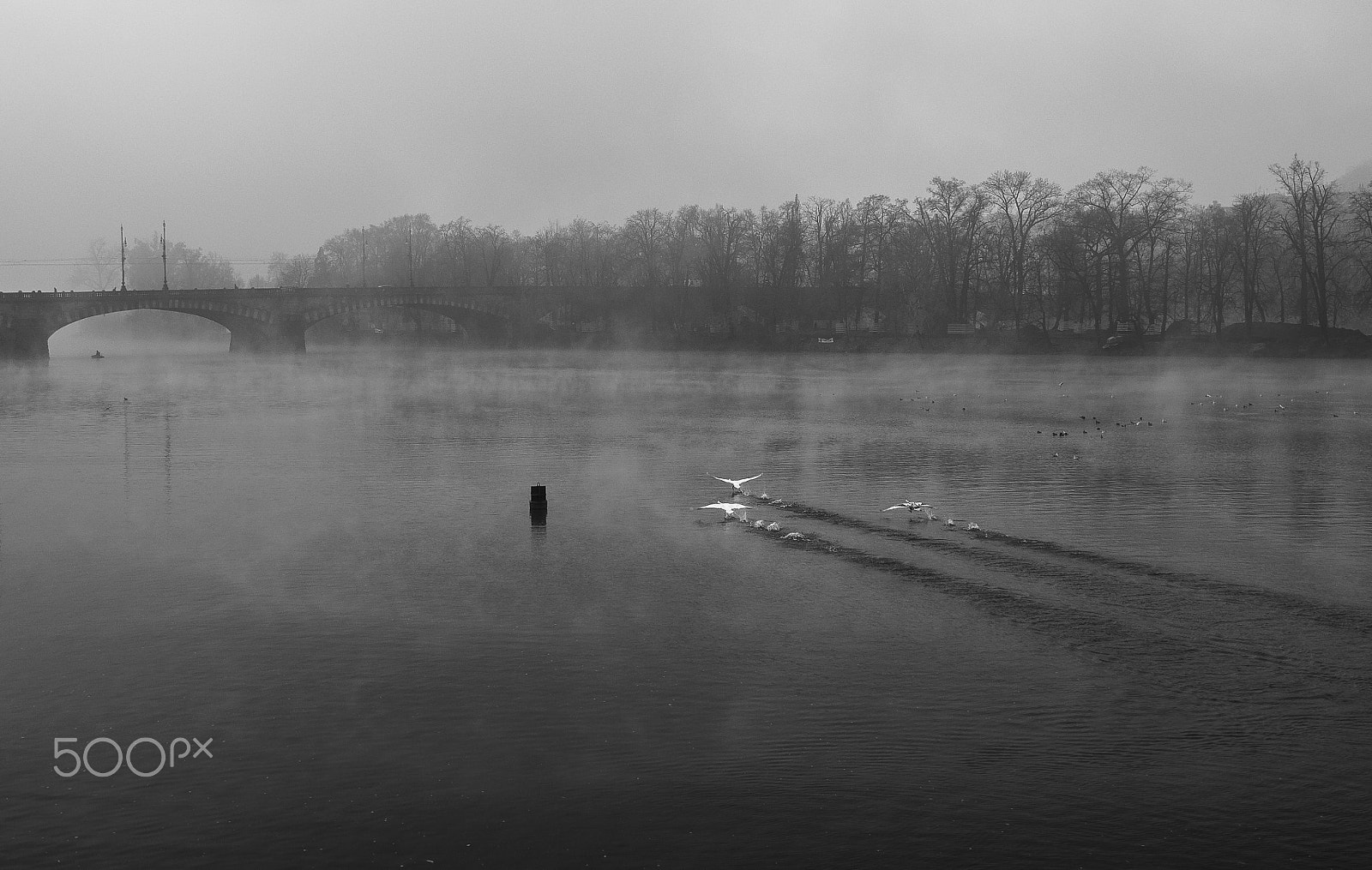 Sony Alpha NEX-7 + Sony Sonnar T* E 24mm F1.8 ZA sample photo. Flight of the white swan photography