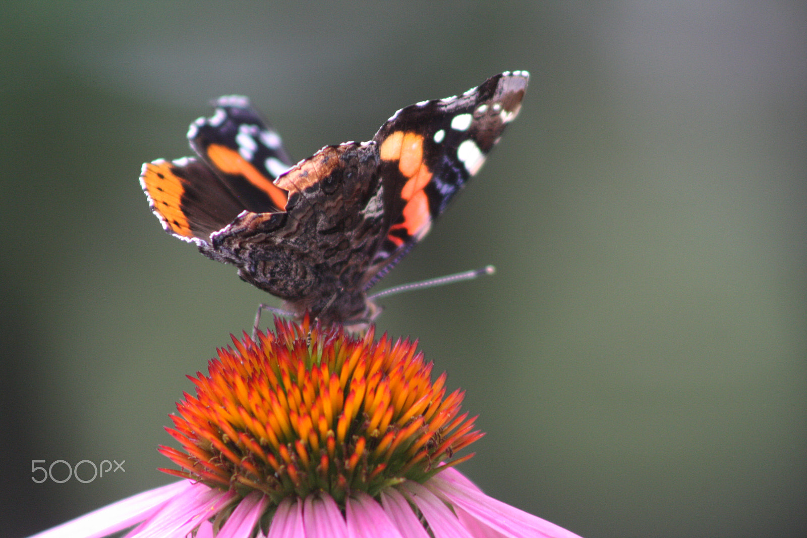 Canon EOS 40D + EF75-300mm f/4-5.6 sample photo. Butterfly on echinacea photography