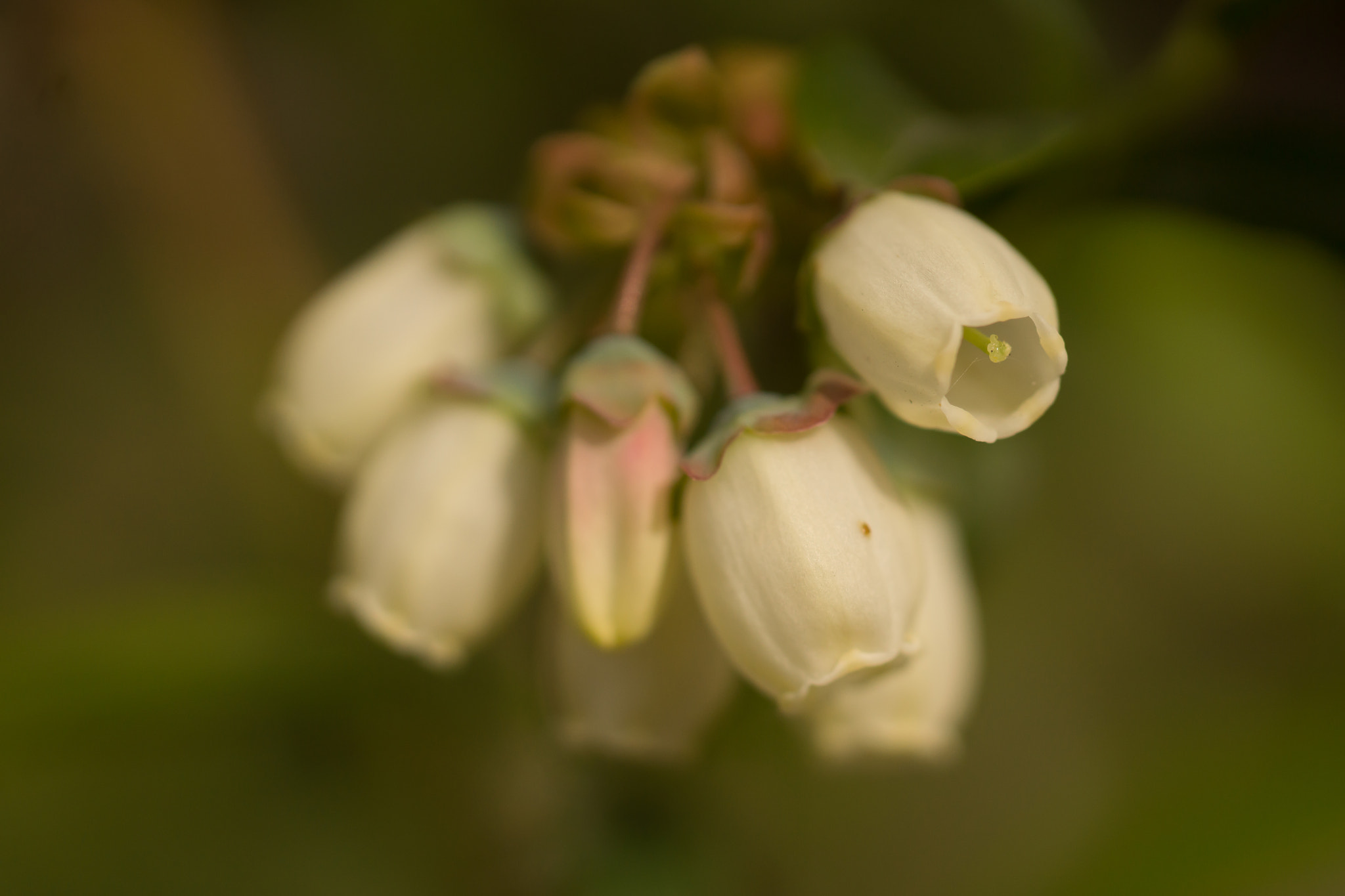 Sony SLT-A65 (SLT-A65V) sample photo. Bosbes photography