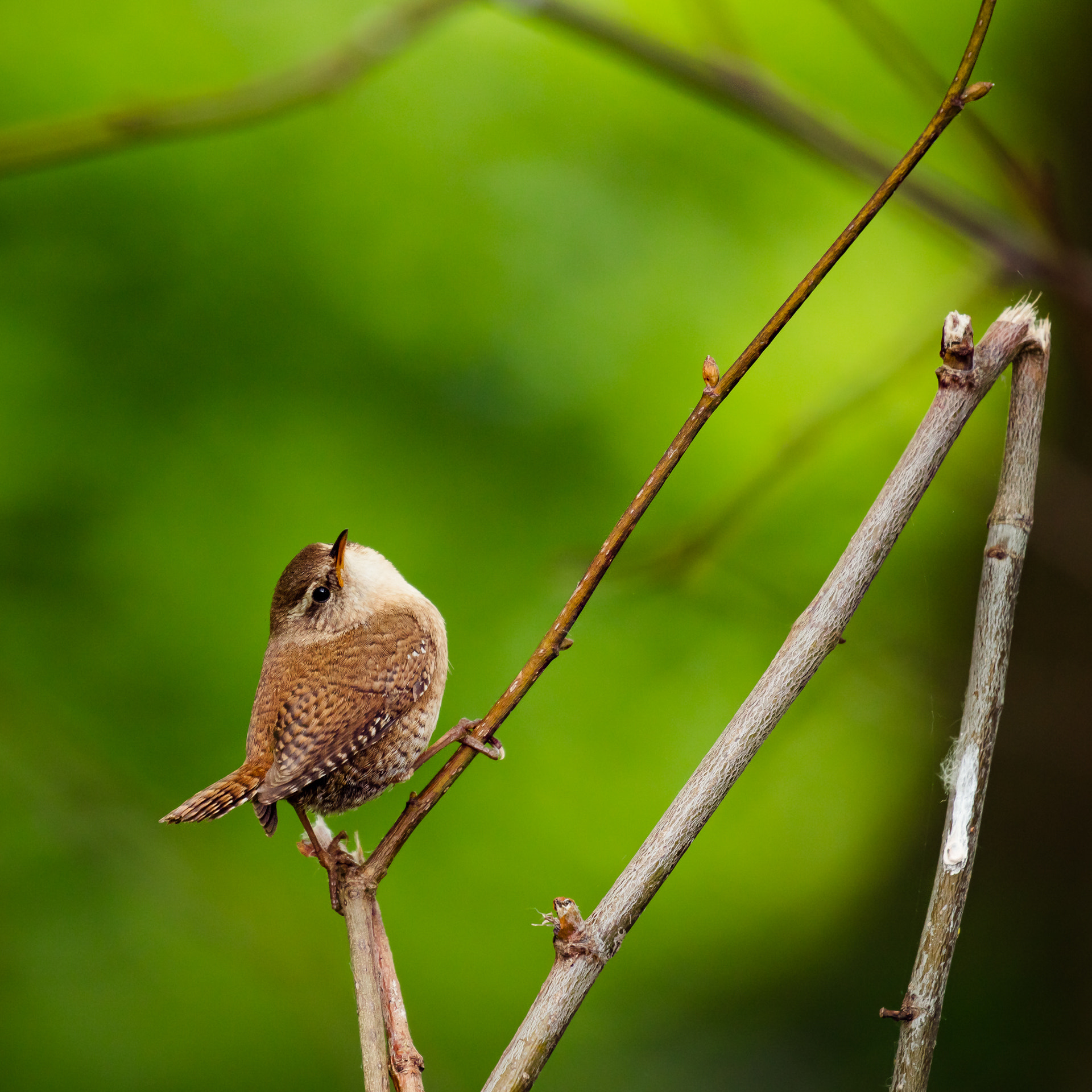 Canon EF 100-400mm F4.5-5.6L IS II USM sample photo. Romping wren photography