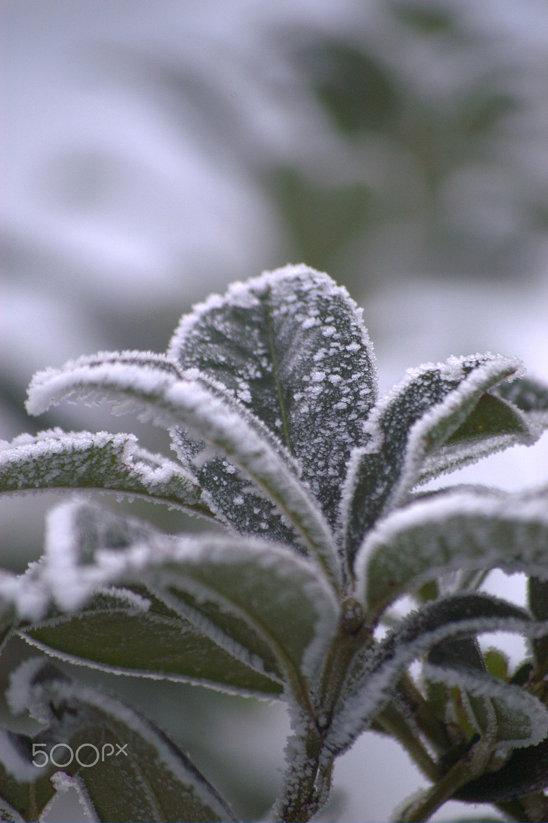 Nikon D100 sample photo. Frozen plant photography