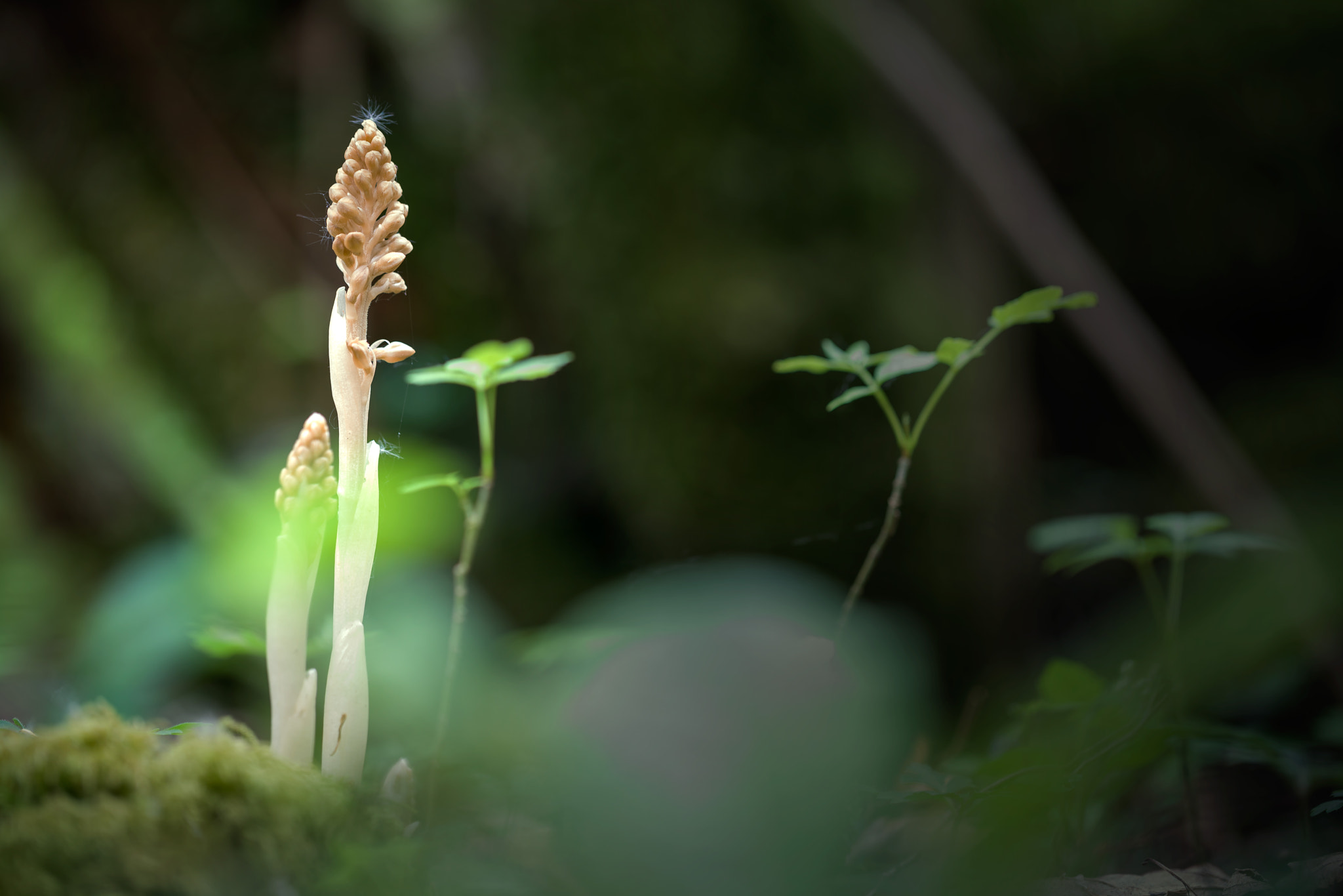 Sony a7R II + Canon EF 100mm F2.8L Macro IS USM sample photo. Bird's nest orchid glow photography