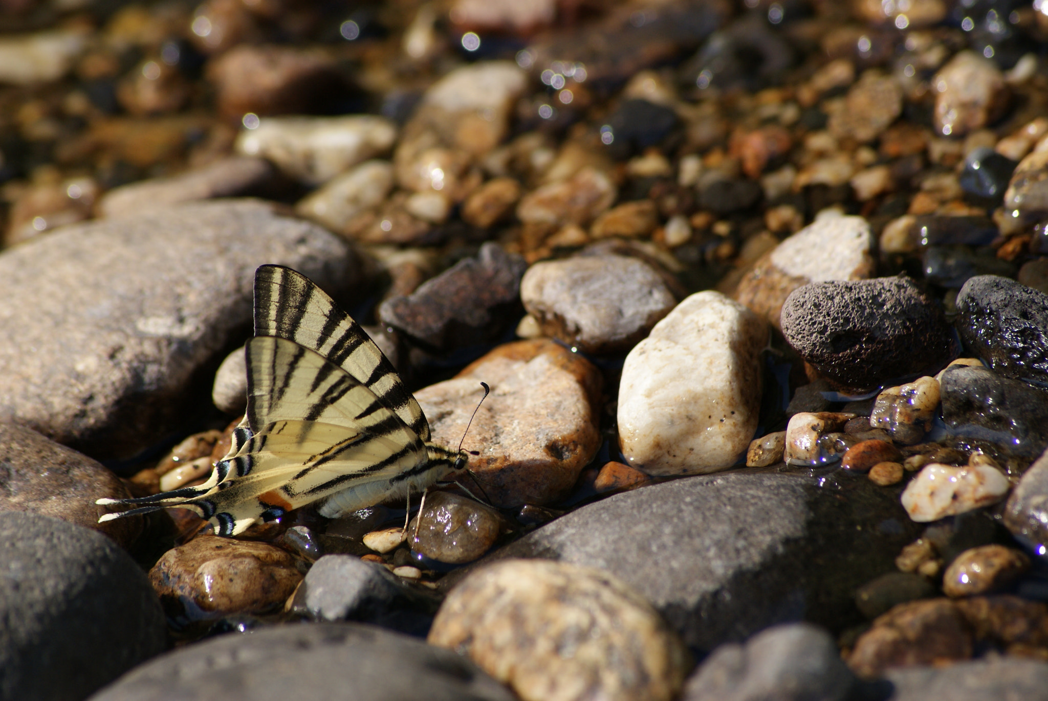 Sony Alpha DSLR-A300 + Sony DT 55-200mm F4-5.6 SAM sample photo. Papillon photography