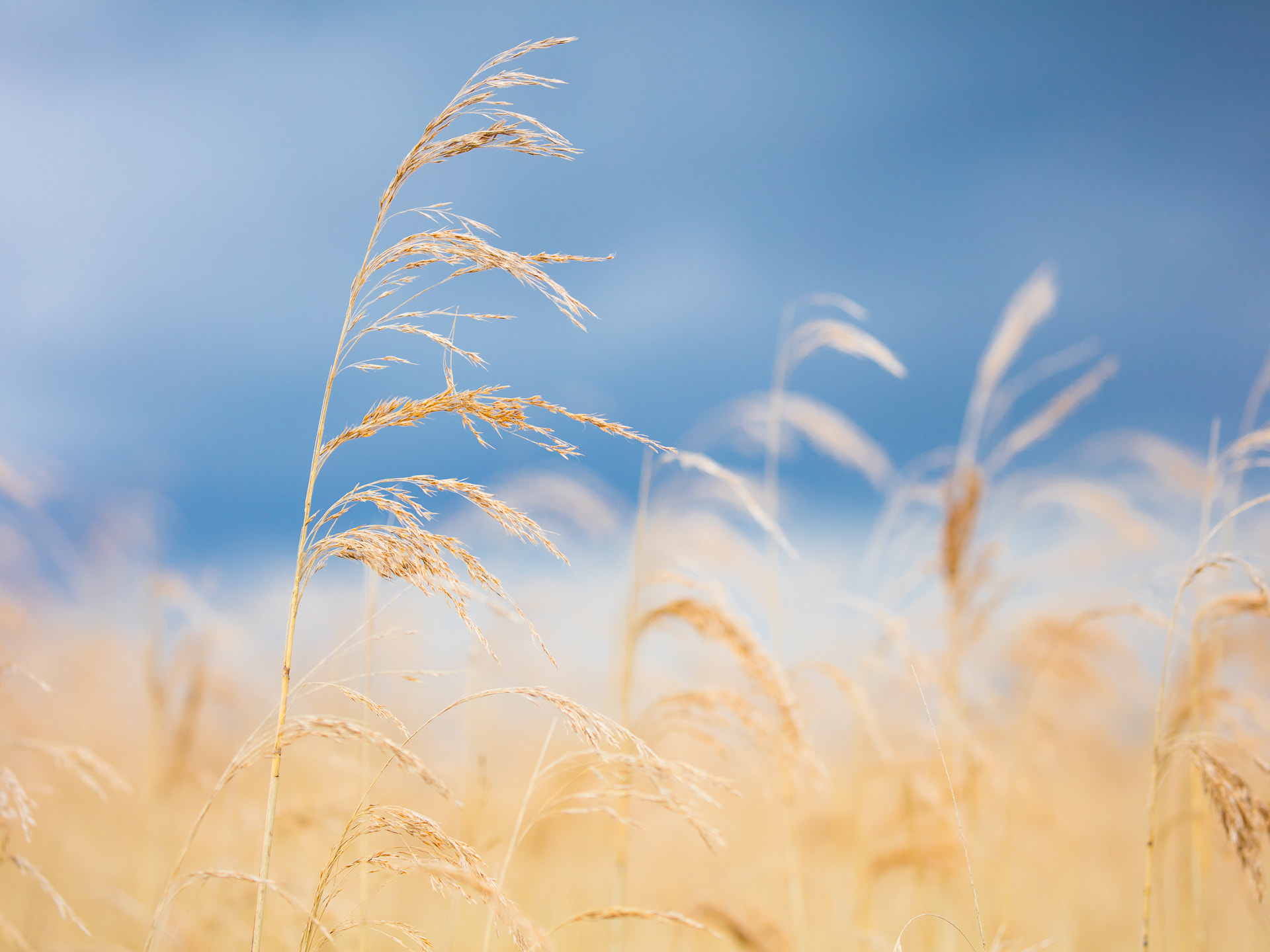 Canon EF 100-400mm F4.5-5.6L IS II USM sample photo. Natural harmony photography