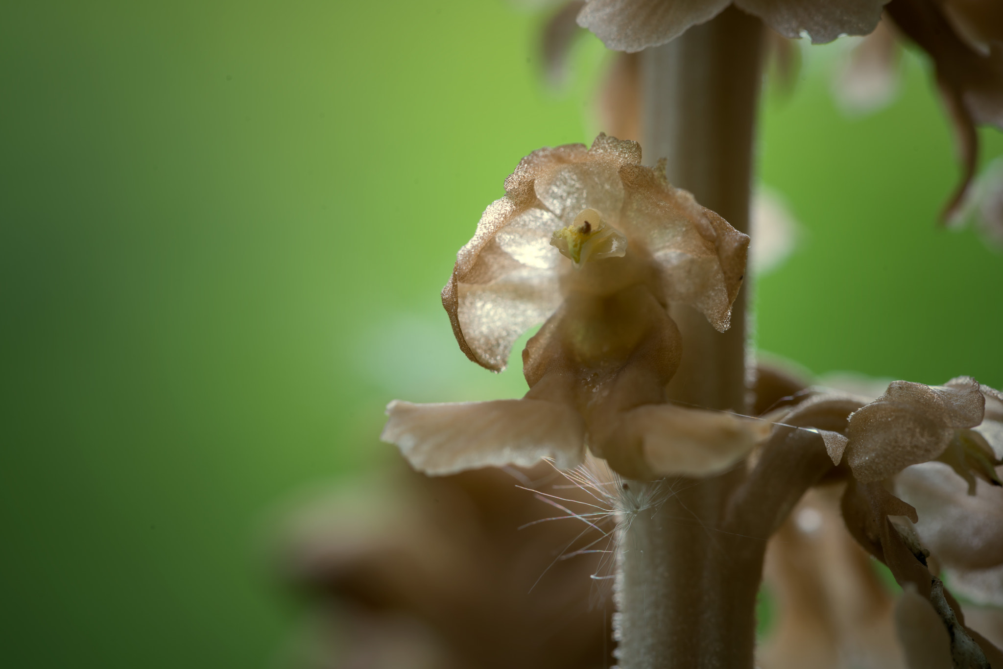 Sony a7R II + Canon EF 100mm F2.8L Macro IS USM sample photo. Bird's nest orchid floret photography