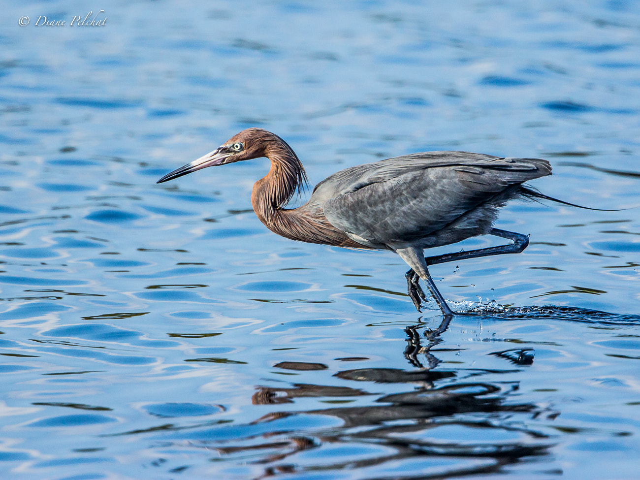 Canon EOS 60D + Canon EF 300mm F2.8L IS II USM sample photo. Reddish egret photography