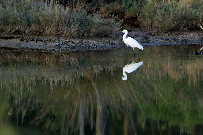 Canon EOS 7D + Canon EF 300mm F2.8L IS USM sample photo. Garzetta photography