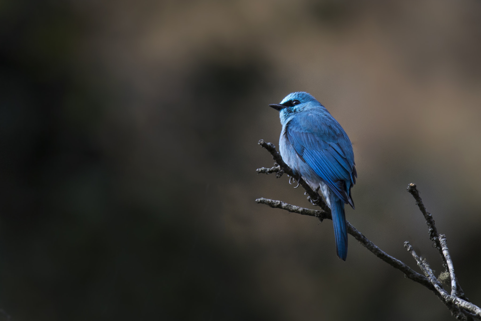 150-600mm F5-6.3 DG OS HSM | Sports 014 sample photo. Verditer flycatcher photography